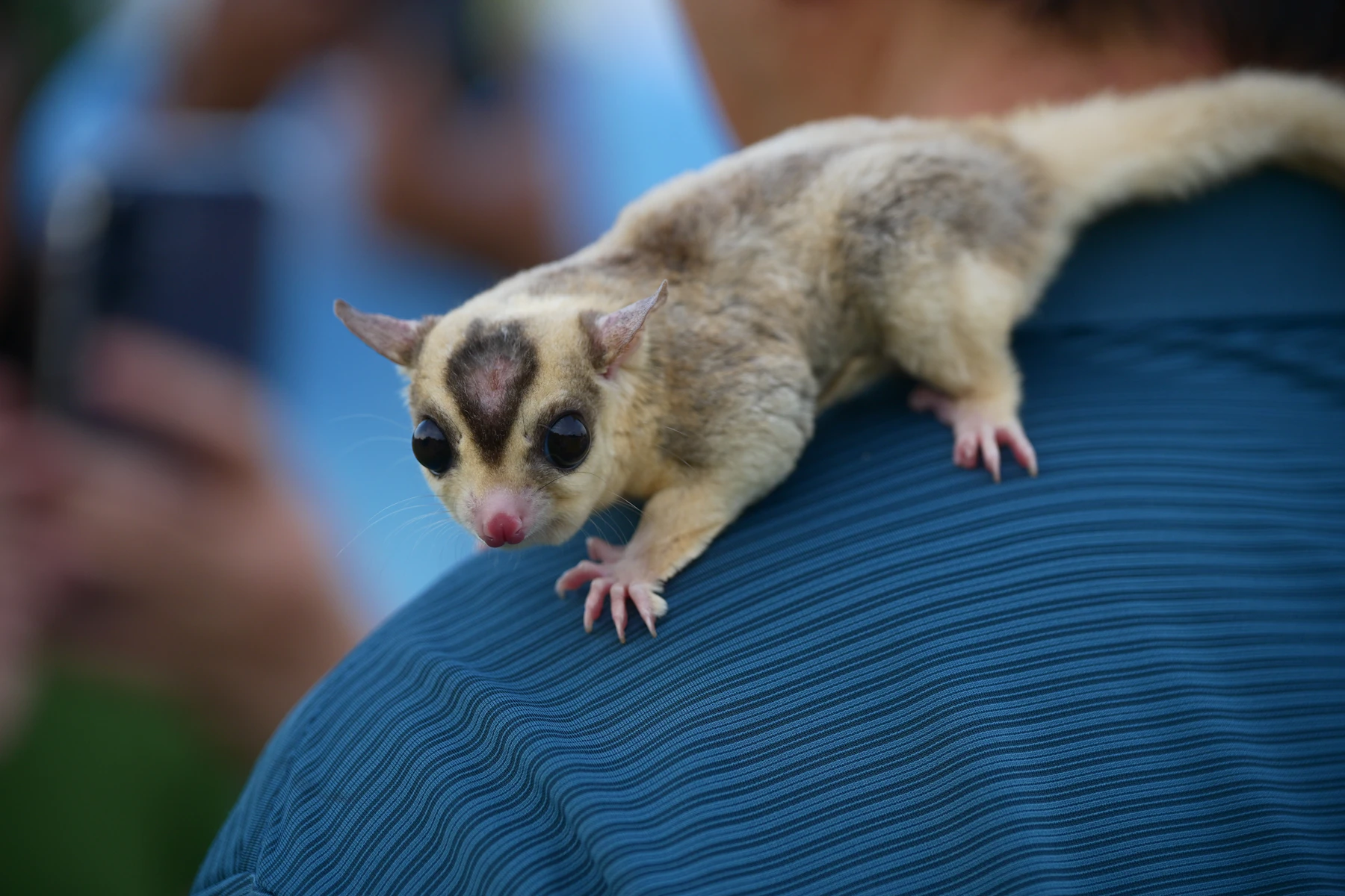 A sugar glider facing the camera from a person's shoulder, with a dark forehead stripe and pink toes