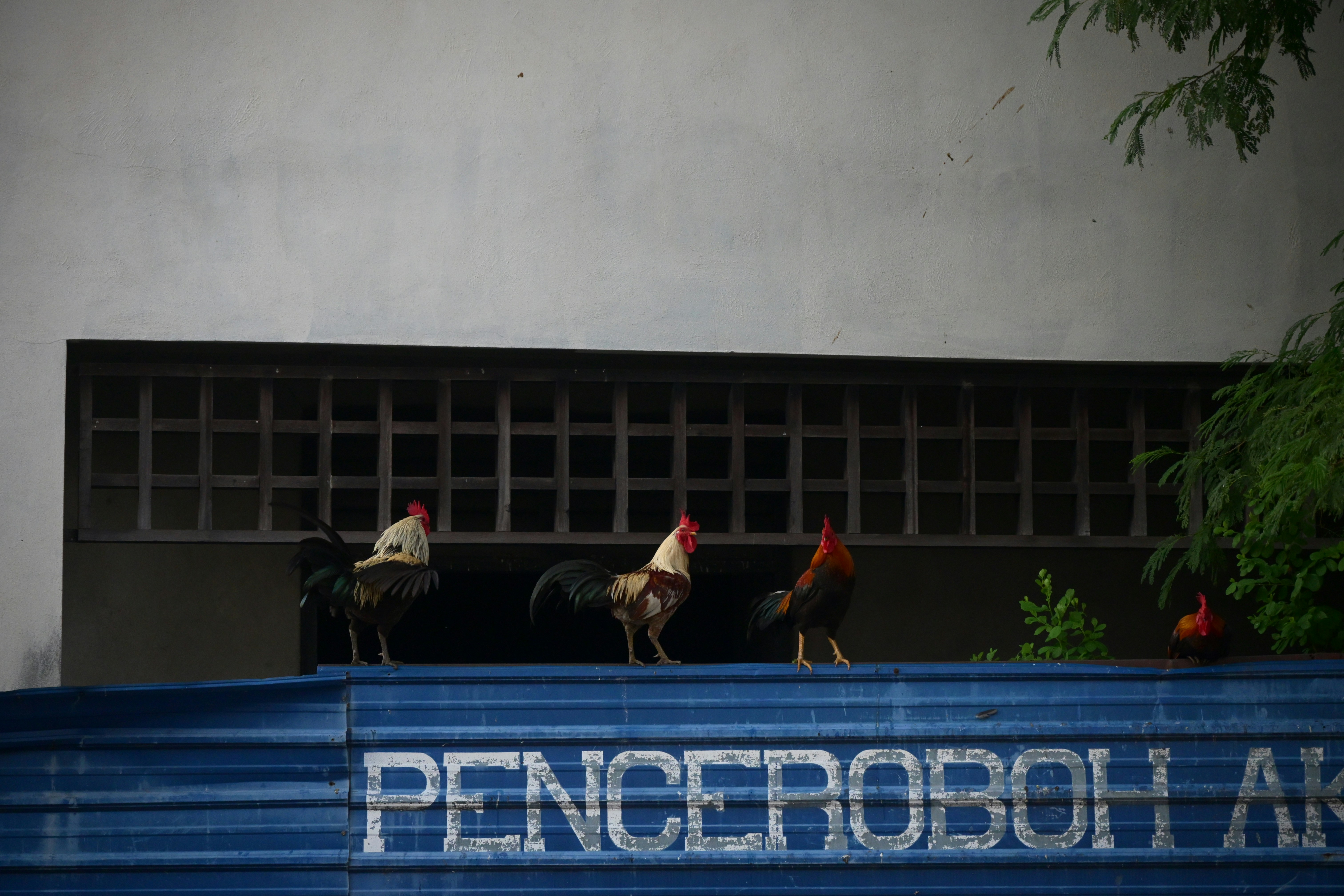 Tiga ayam jantan di papan biru di bawah jendela gedung.