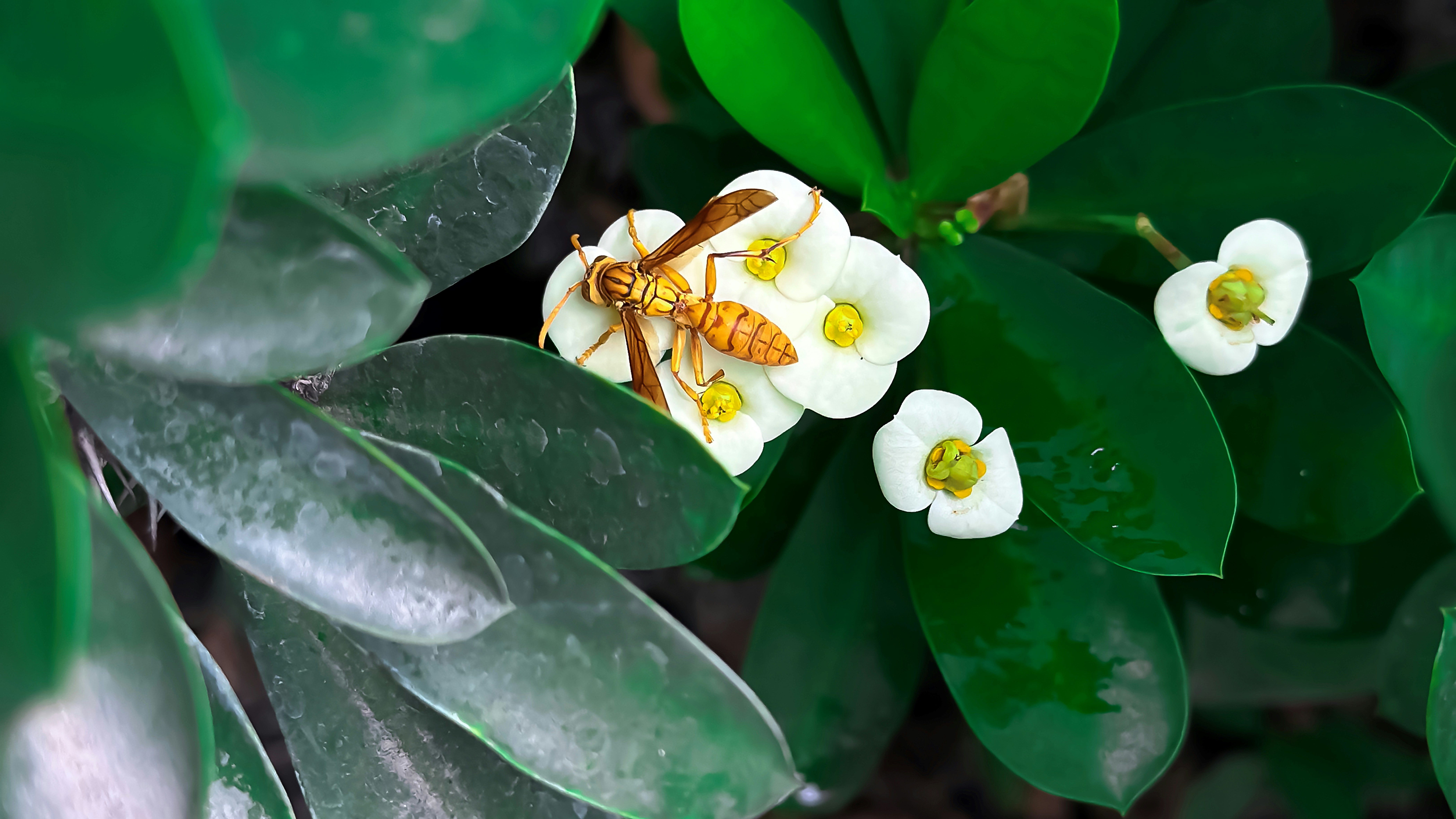 A yellow wasp on white flowers among green leaves.