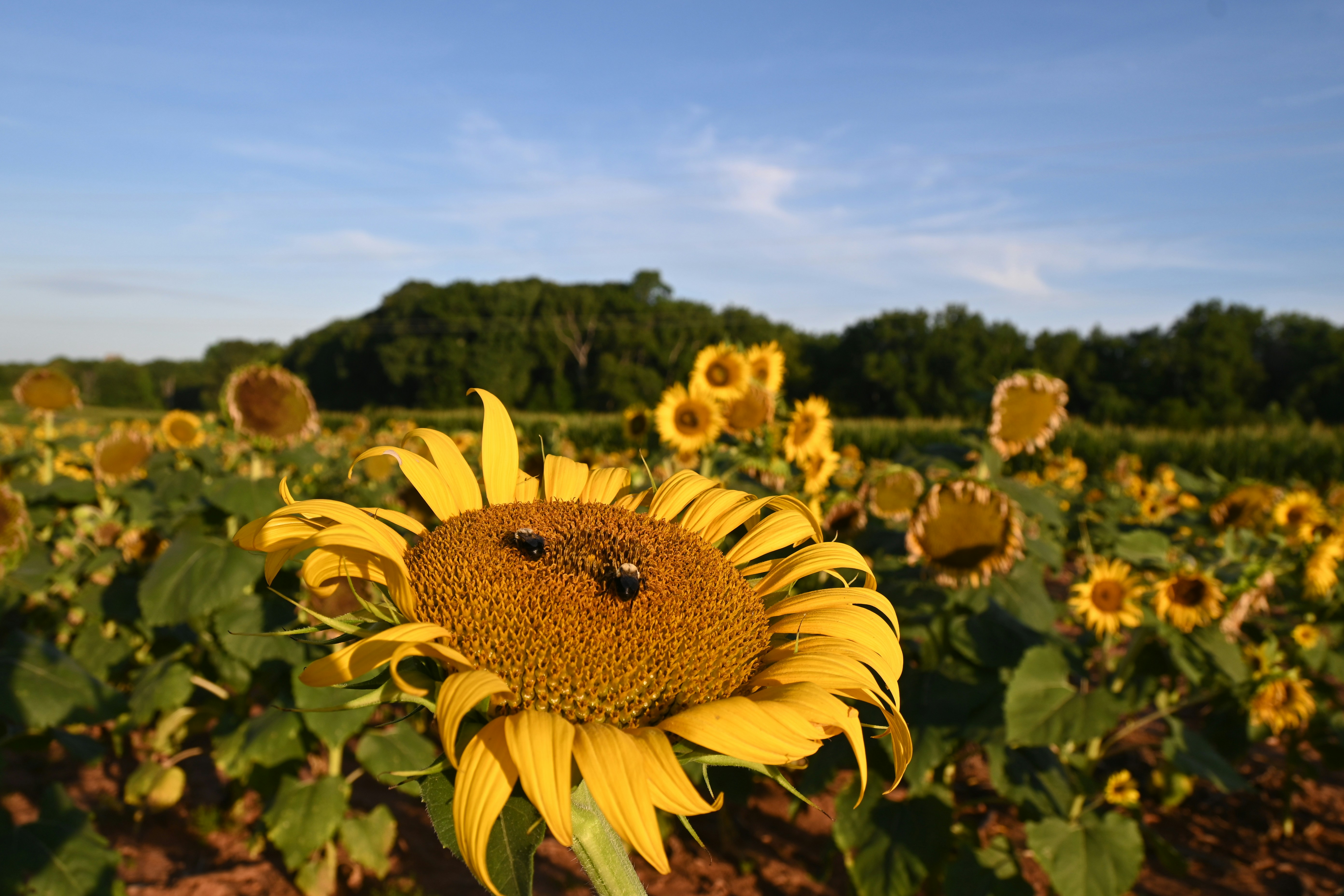 Two bees on a sunflower in a vibrant field.