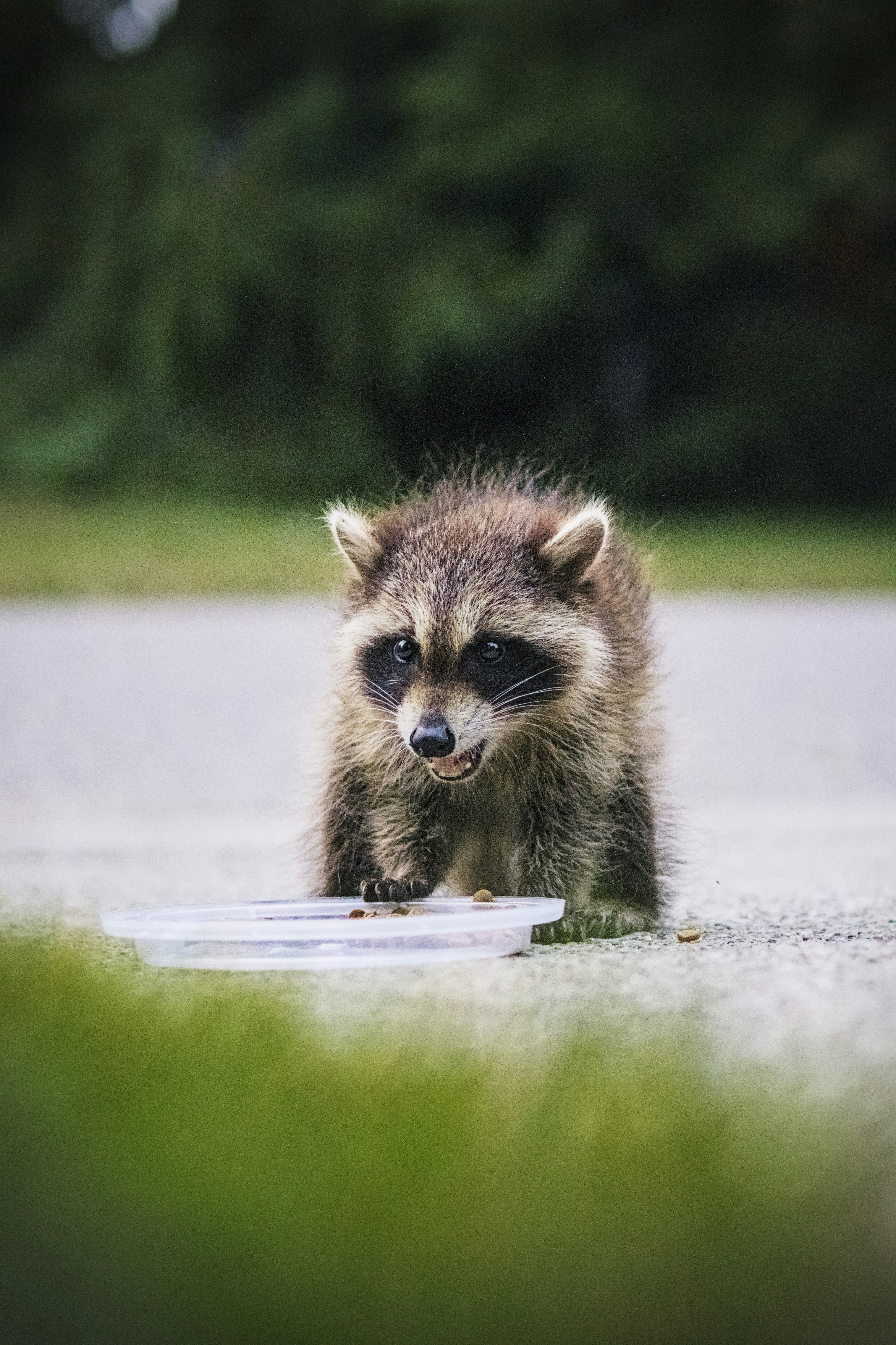 A baby raccoon eating from a dish on the ground.