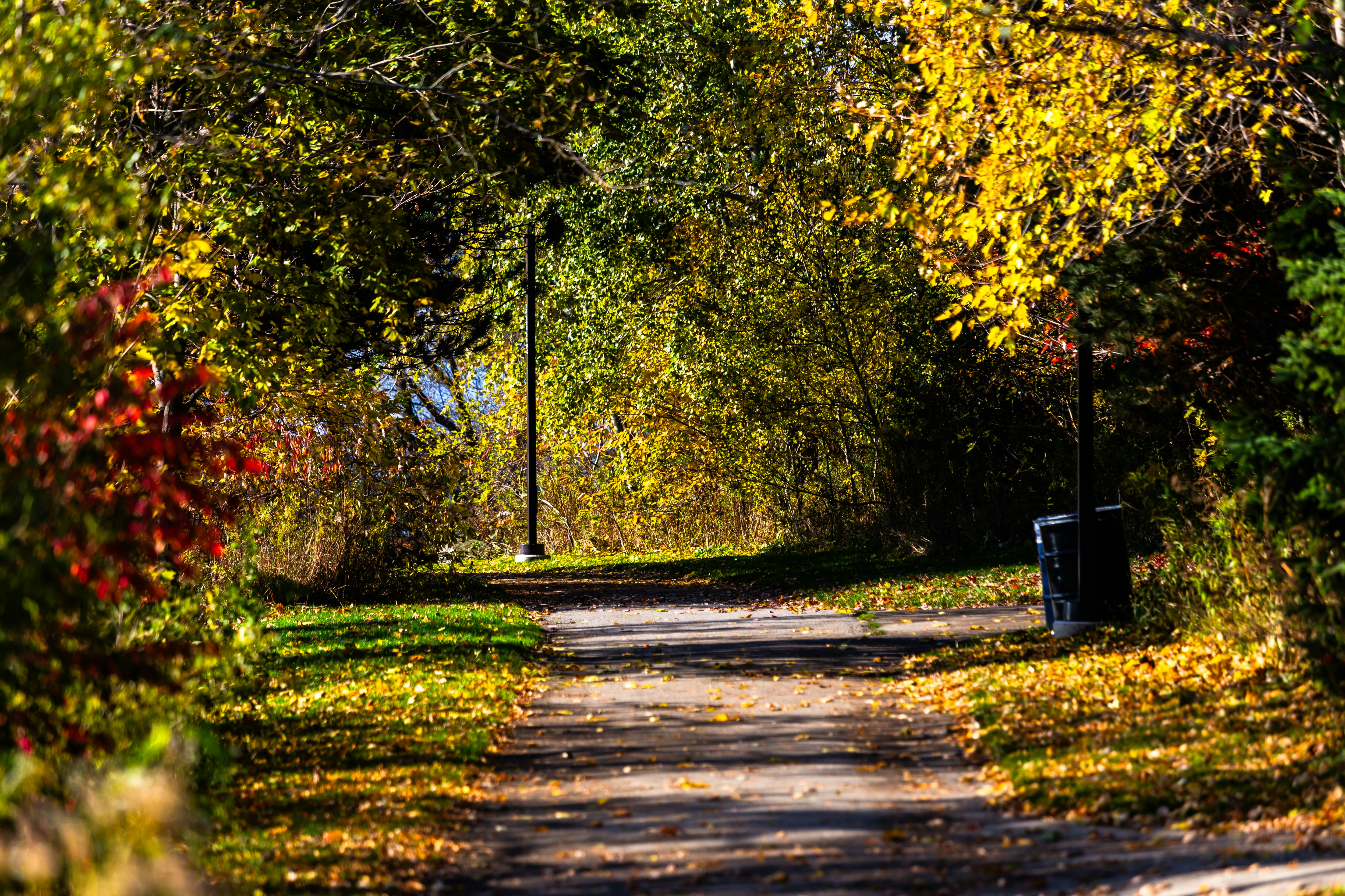 Park path lined with colourful autumn trees
