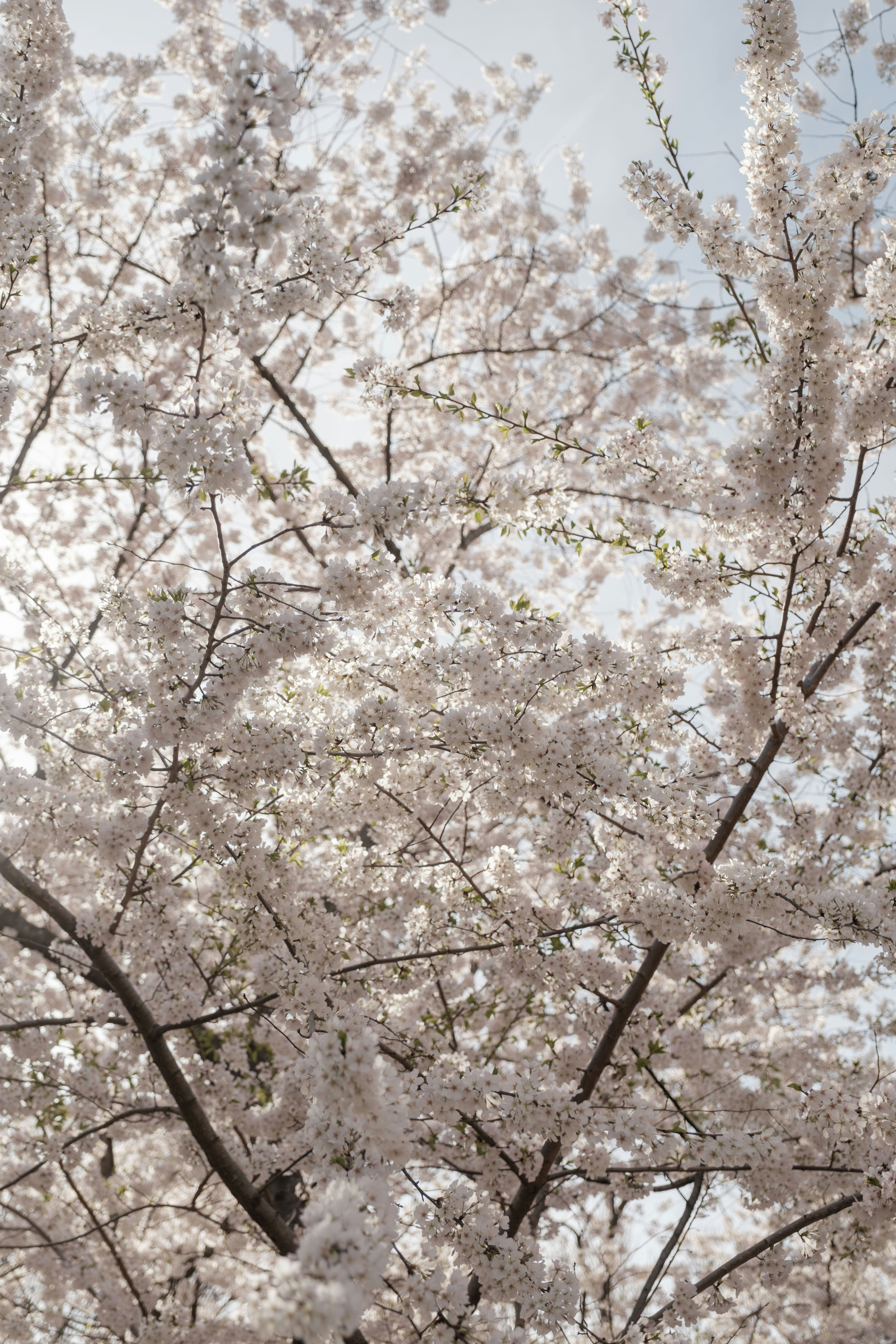 Delicate cherry blossoms blooming in washington
