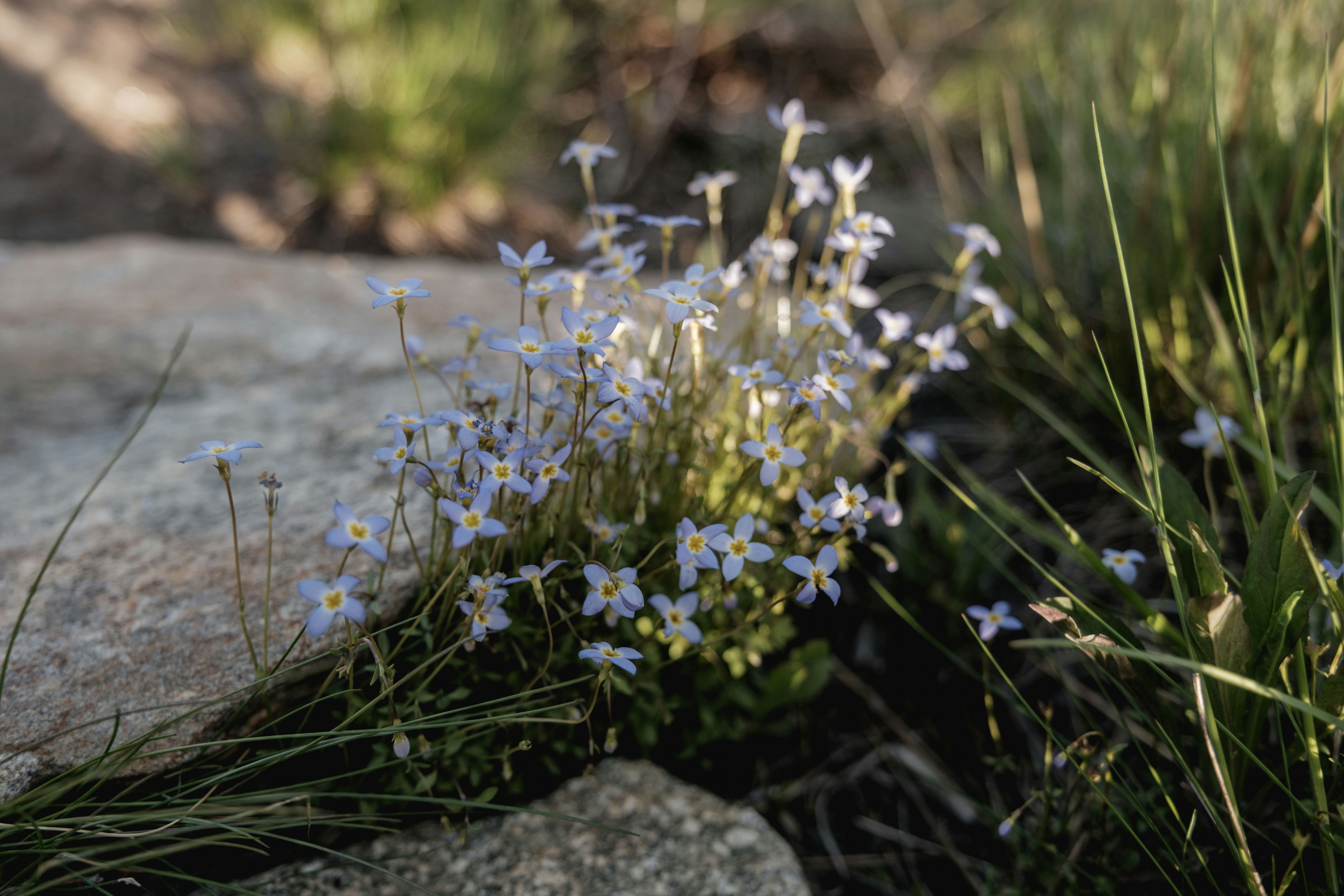 Tiny blue wildflowers blooming among rocks and grass