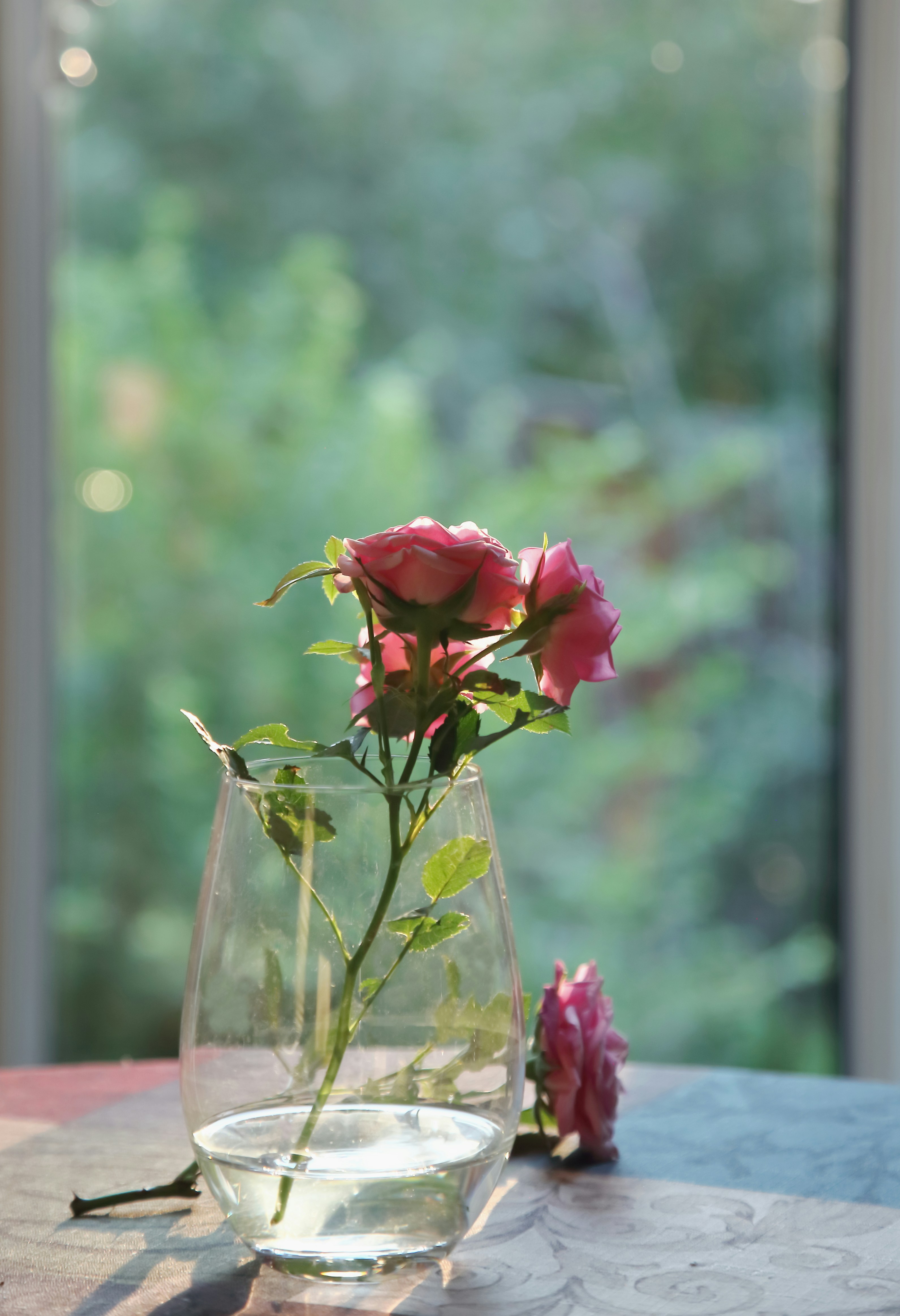 Sunlight illuminates pink roses in a vase on a table.
