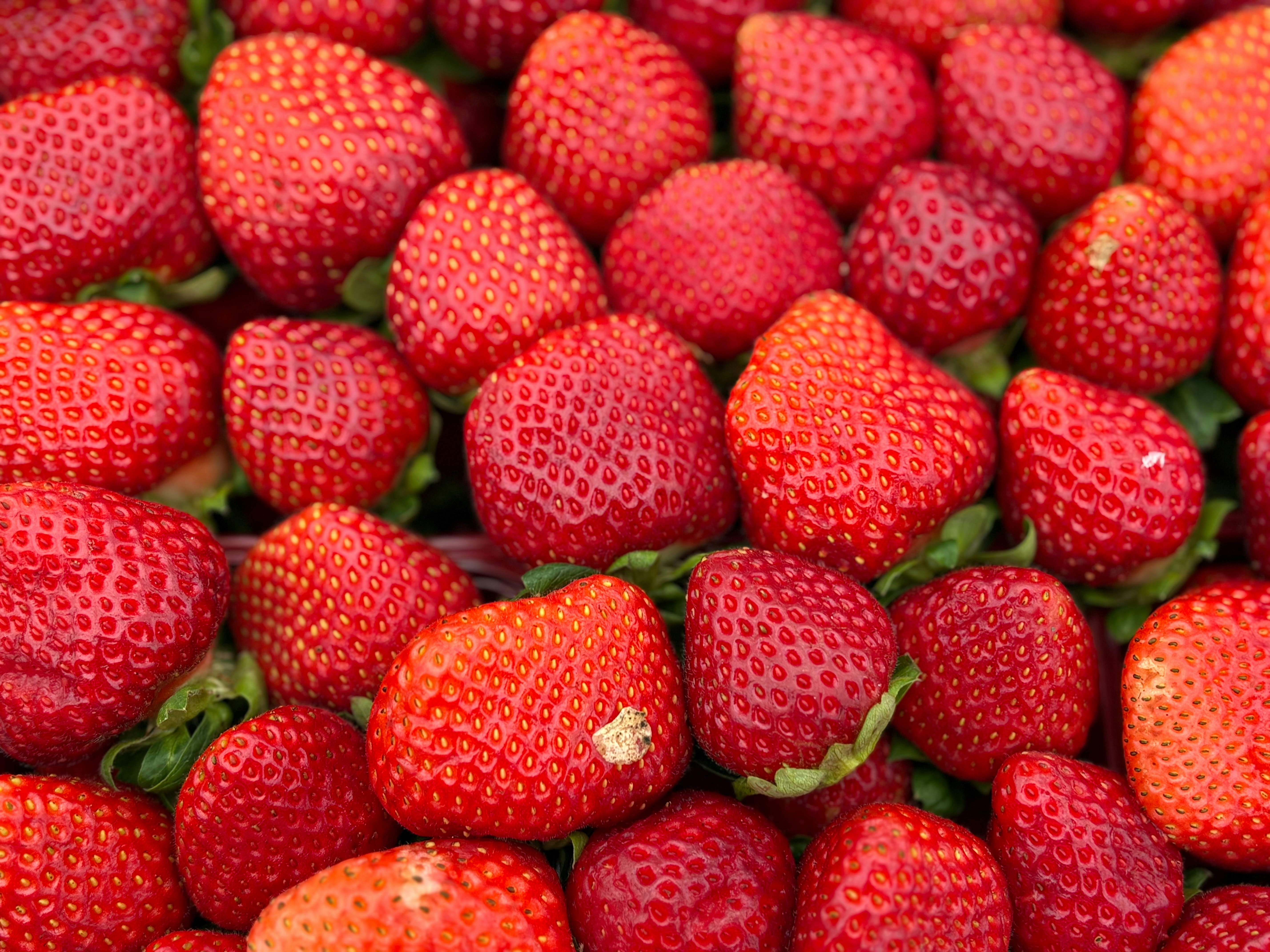 A large group of fresh, ripe red strawberries