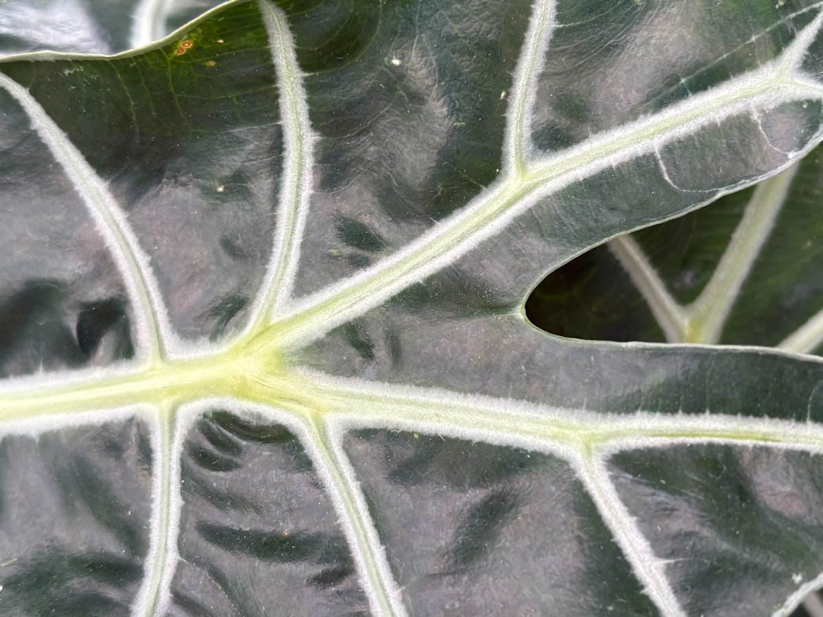 フィロデンドロン・ヘテロクラスペドン｜Philodendron heterocraspedon 図鑑