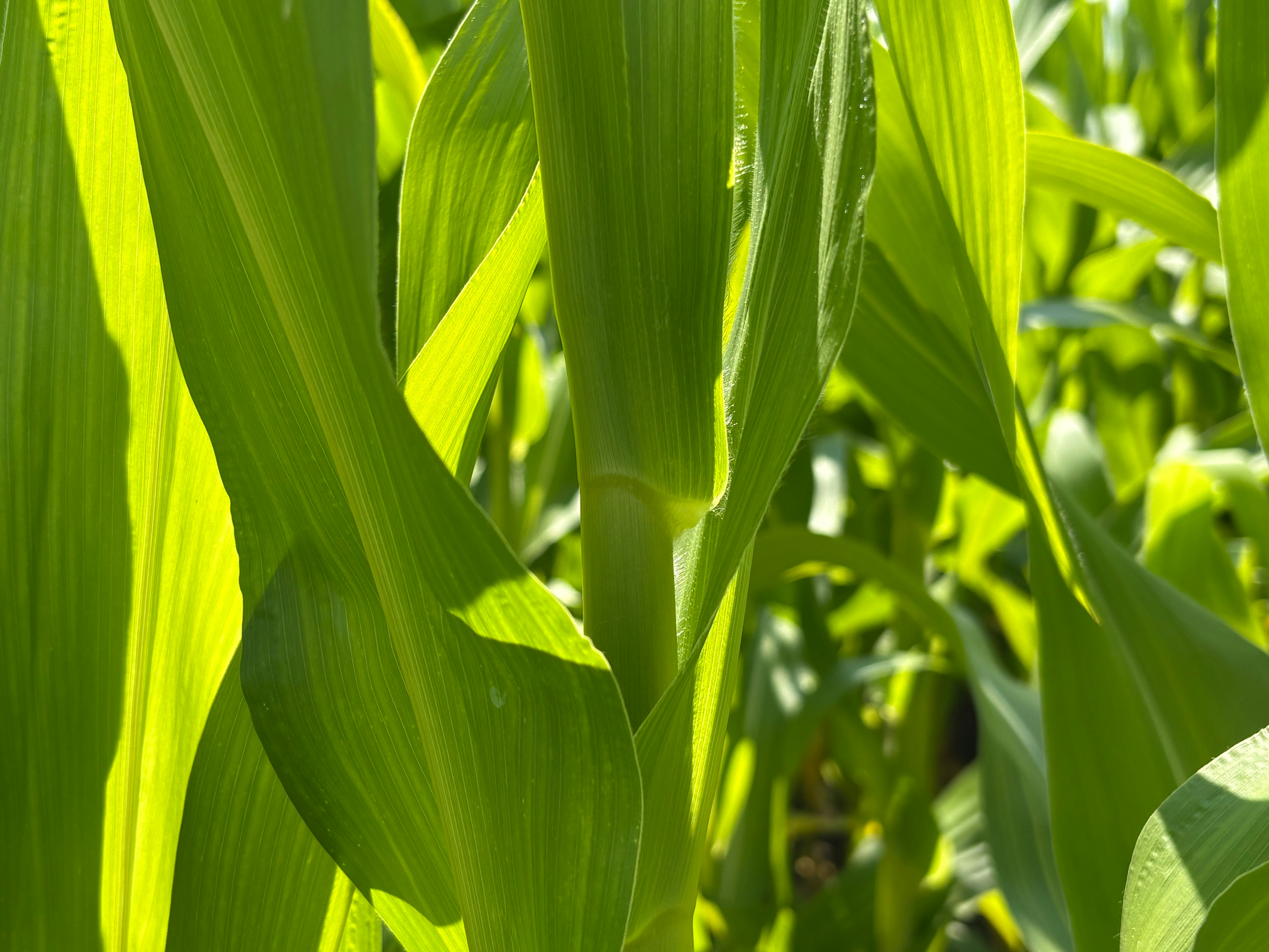 Sunlit green leaves on the farm