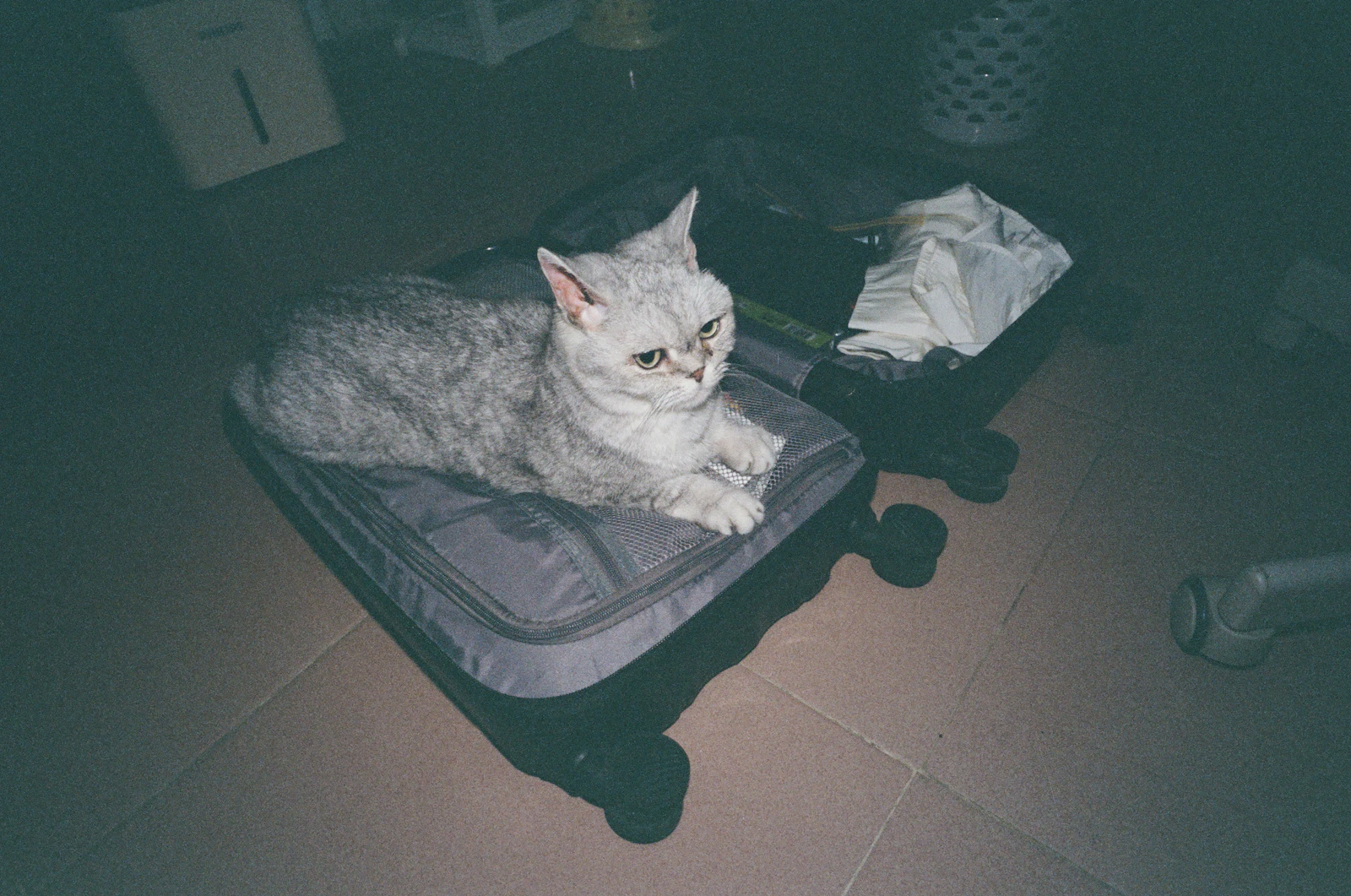 Travelling With Cats