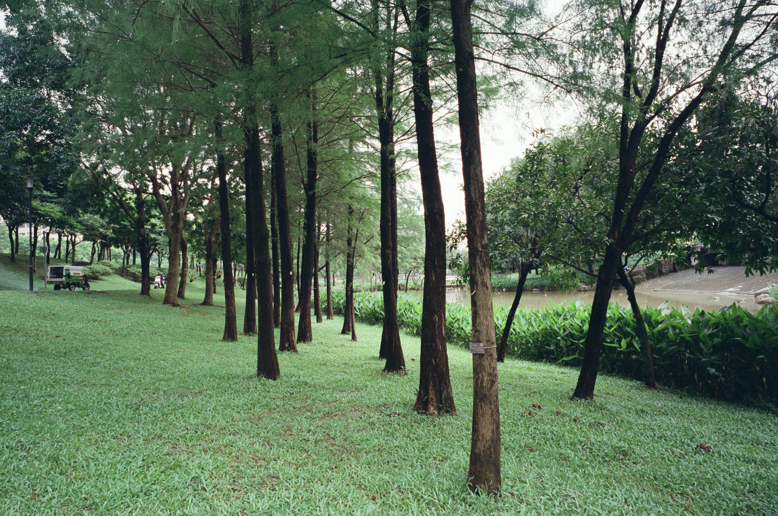 Row of tall trees on a green lawn