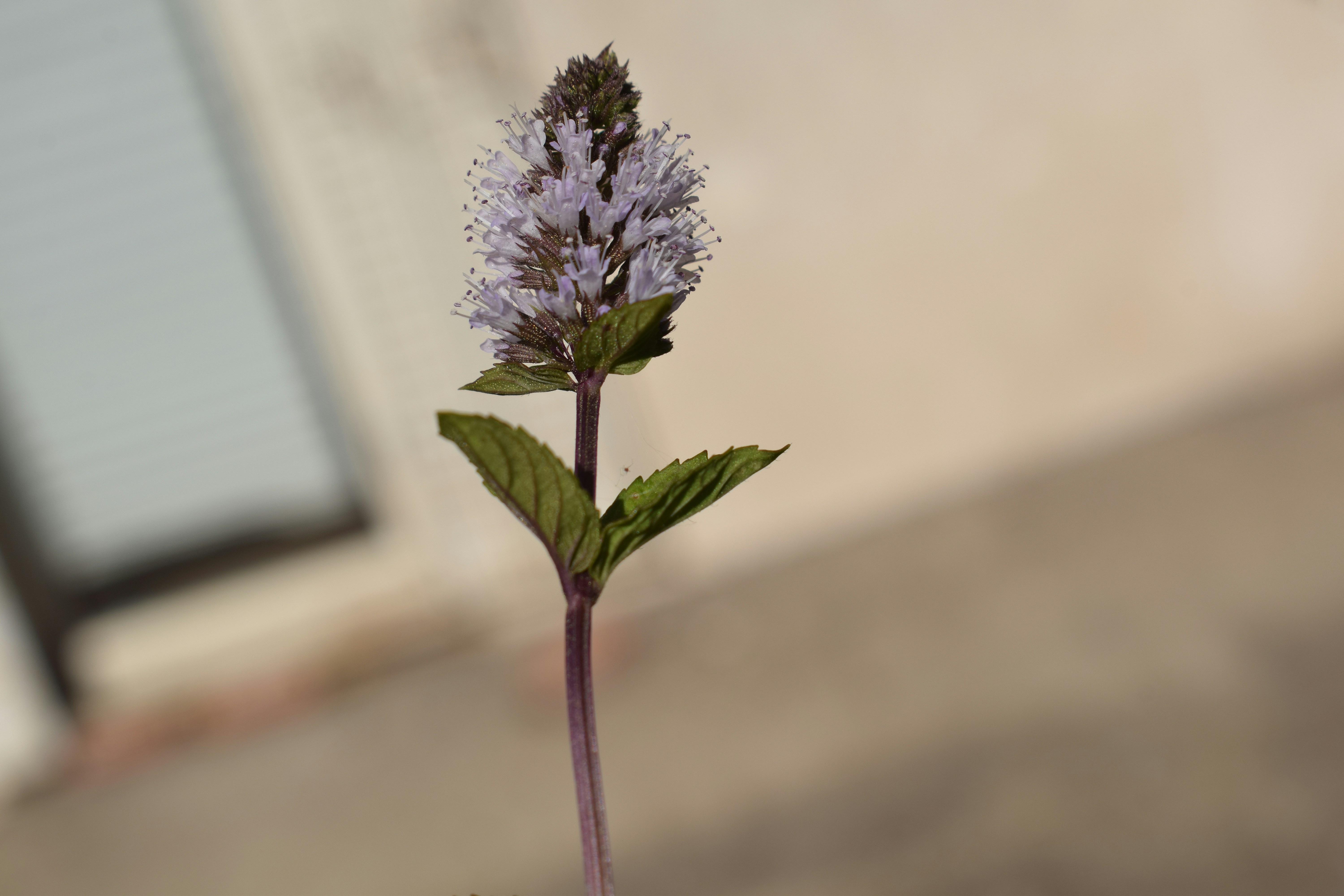 A single purple flowering plant with green leaves