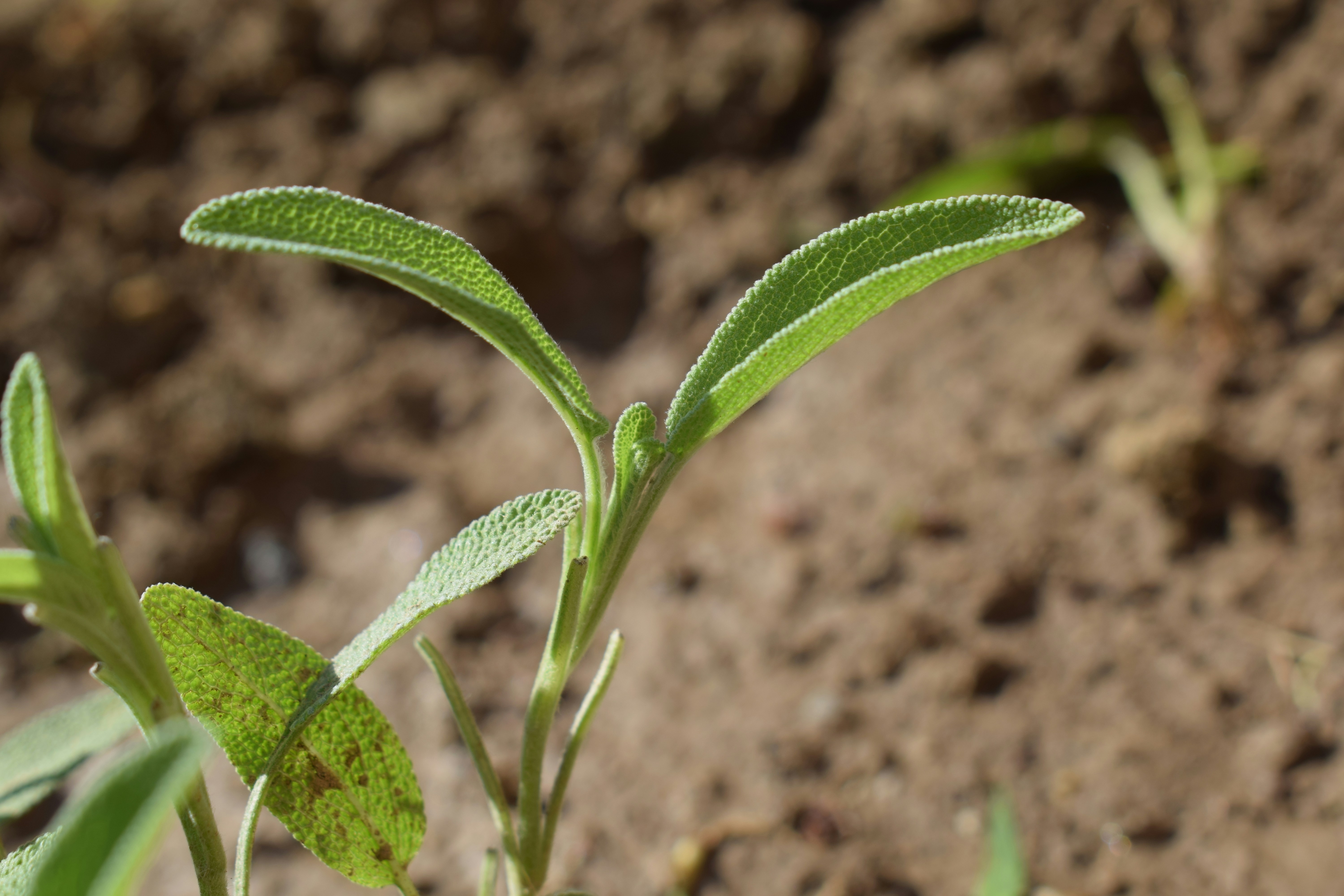 A small green plant sprouts from brown soil