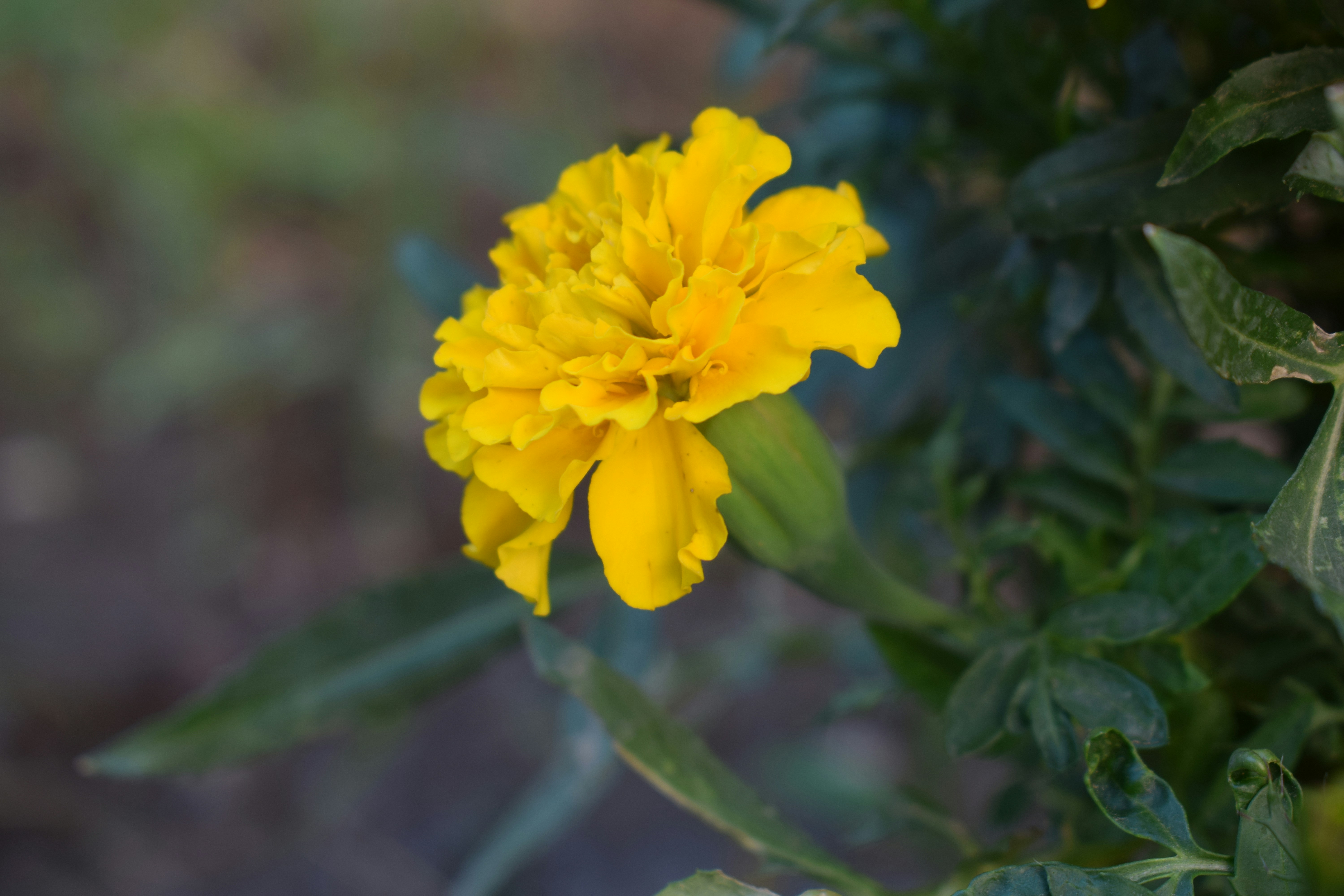 Bright yellow marigold flower with green leaves
