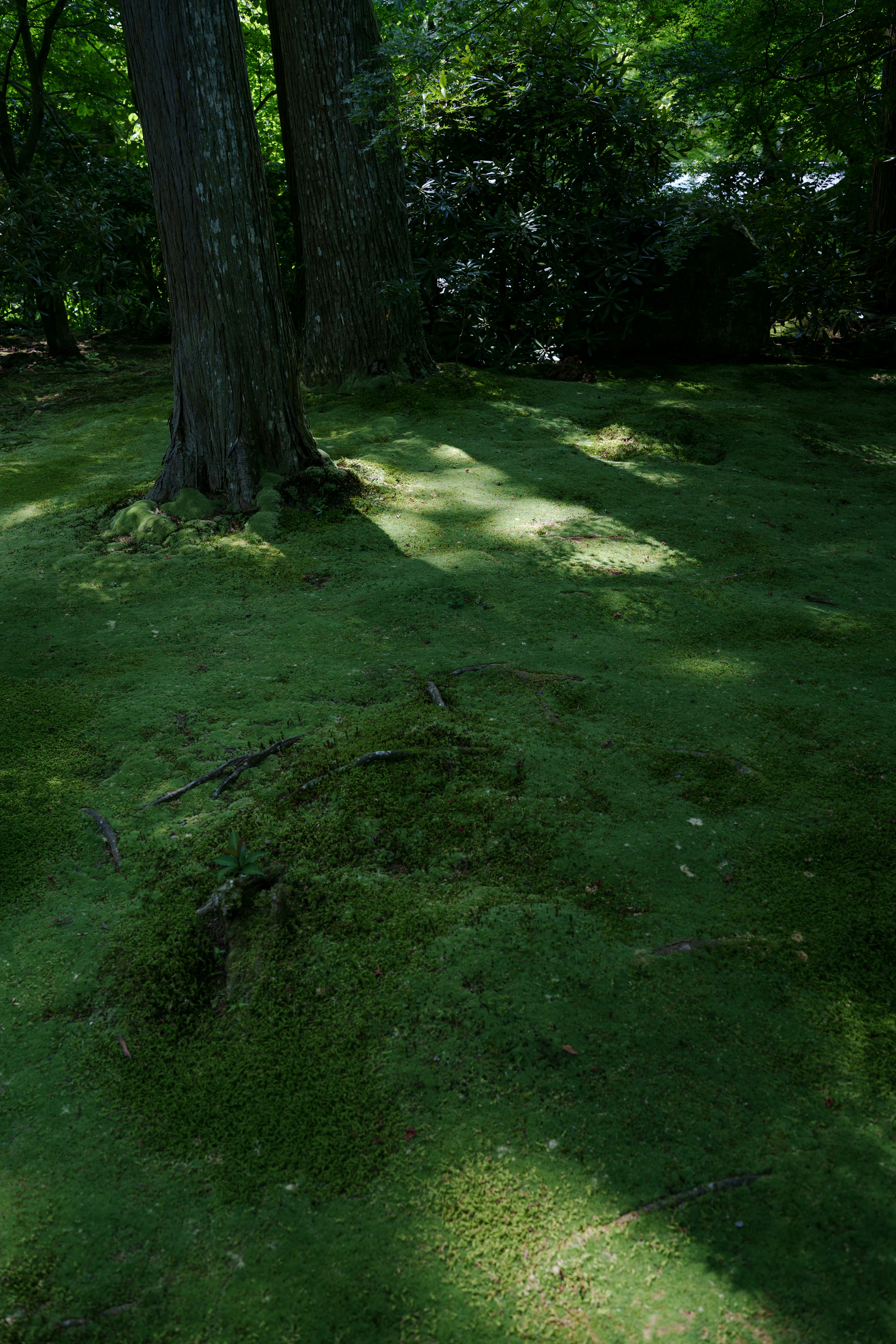 Dappled sunlight on a quiet, moss-covered garden floor