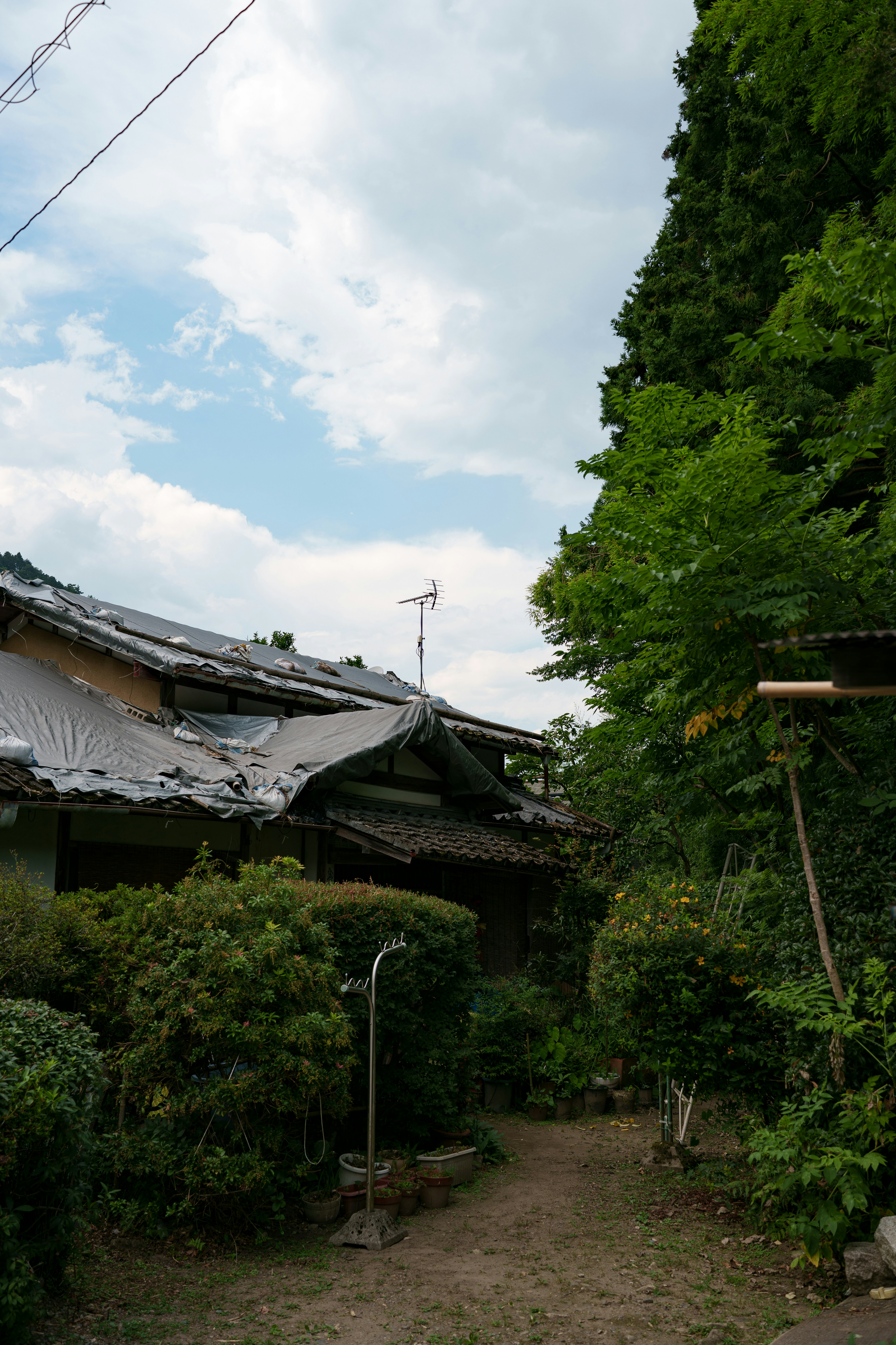 Vieille maison avec un toit en bâche entourée d’un feuillage luxuriant et vert.