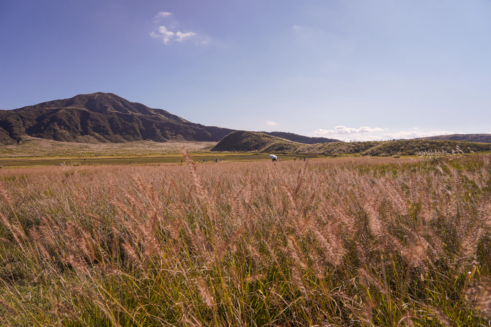 Golden pampas grass beneath green mountains under a clear sky