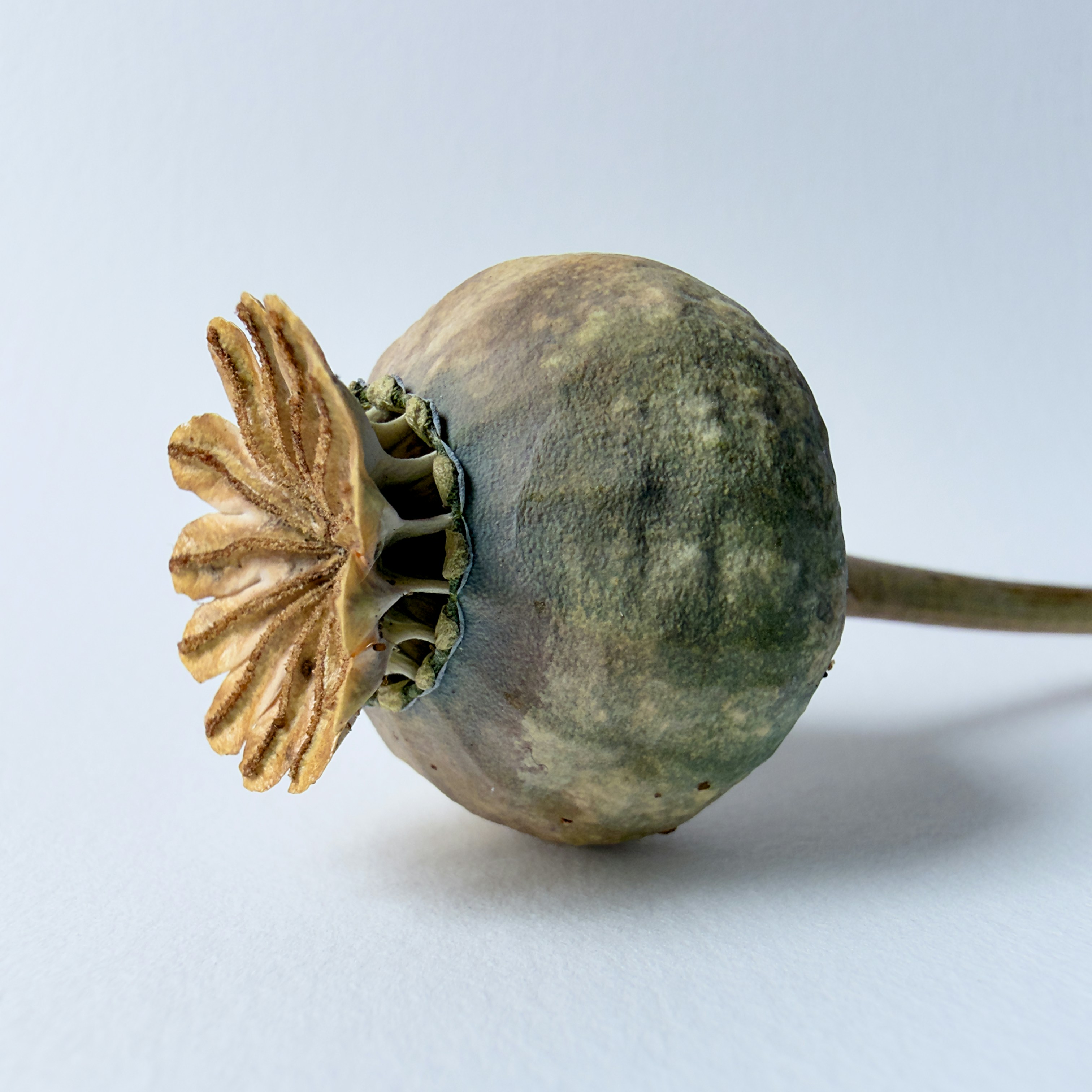 Poppy seed head on white background