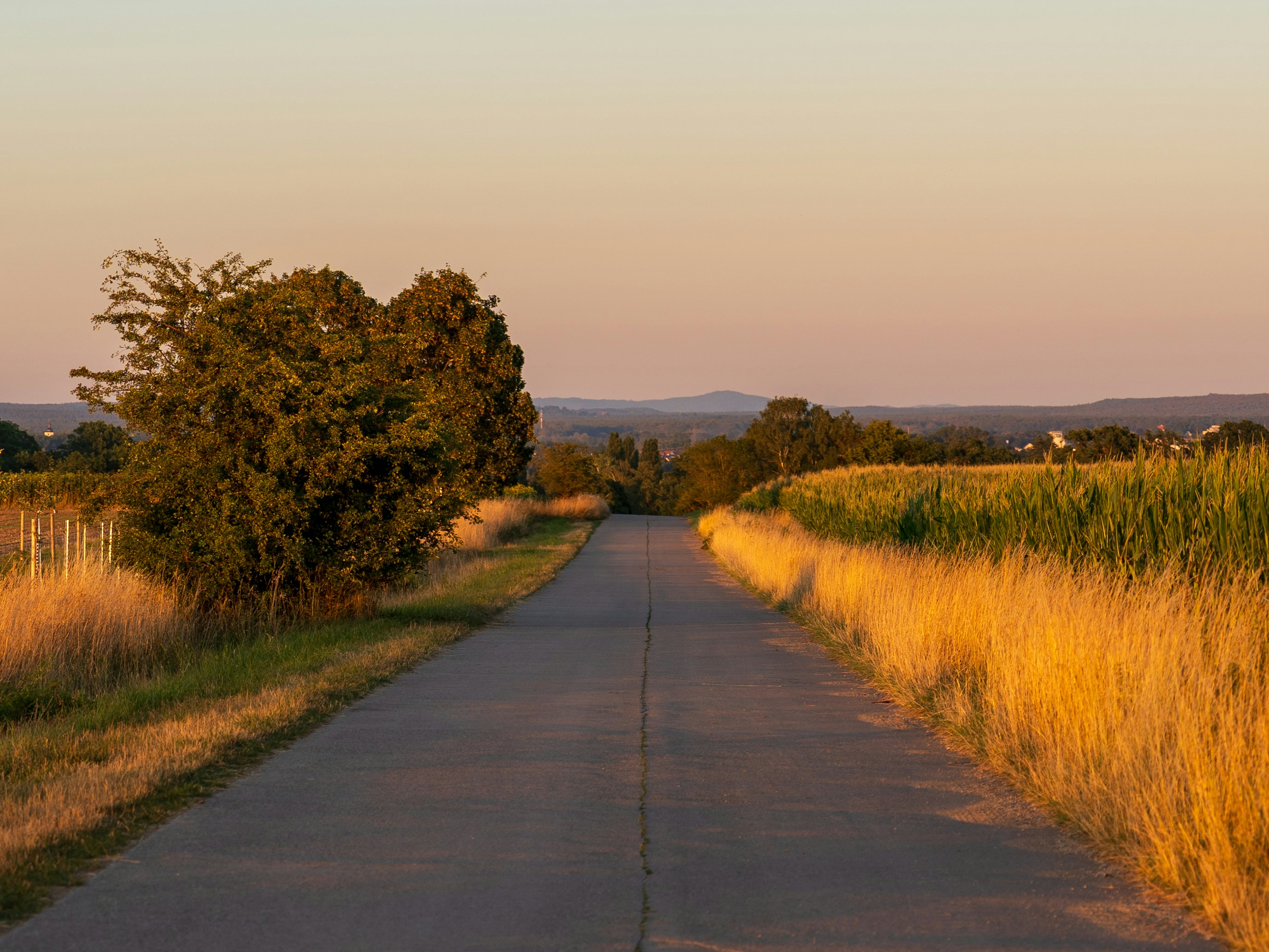 Rural road through golden fields under a warm sunset sky