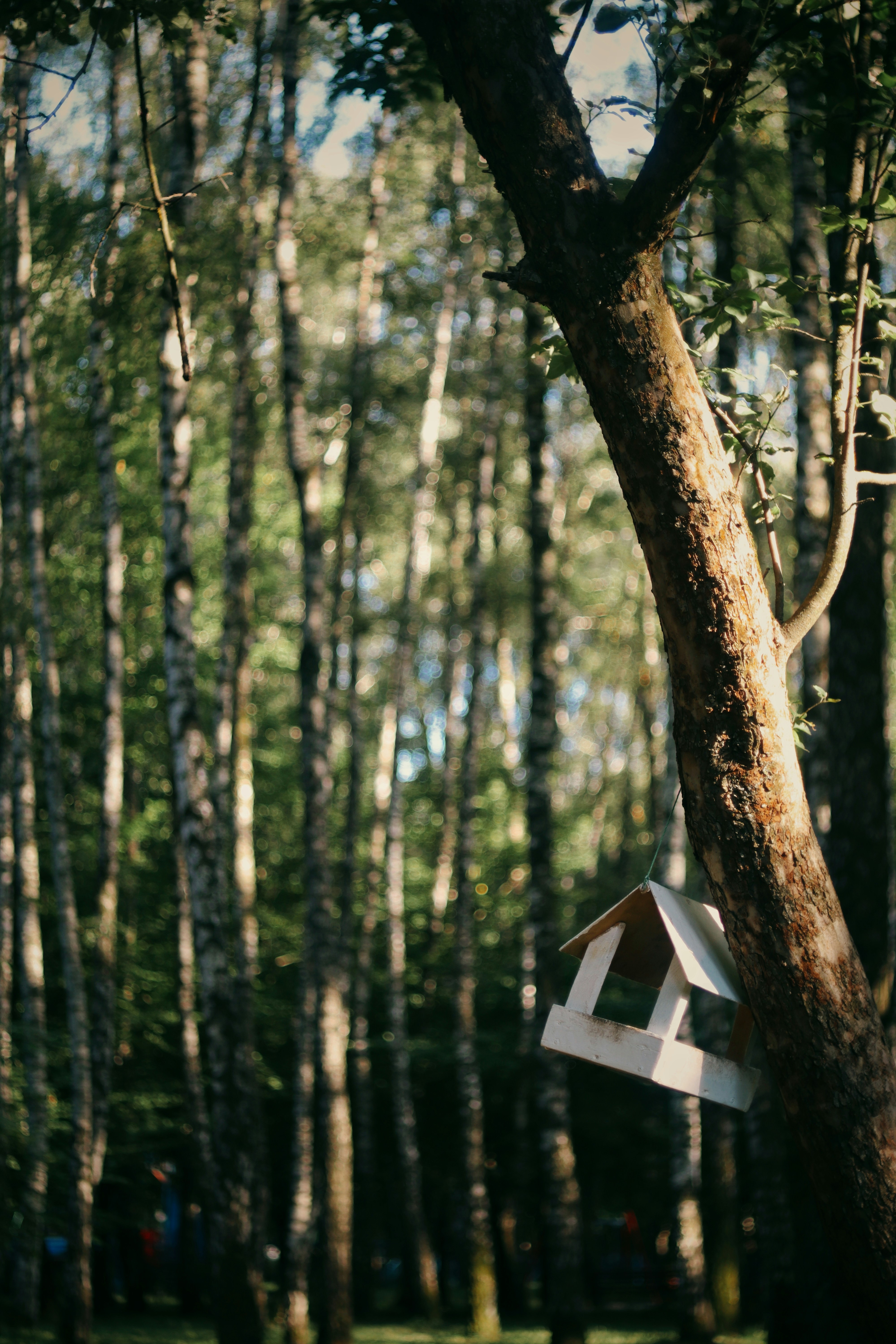 A white birdhouse hangs from a tree in a forest.