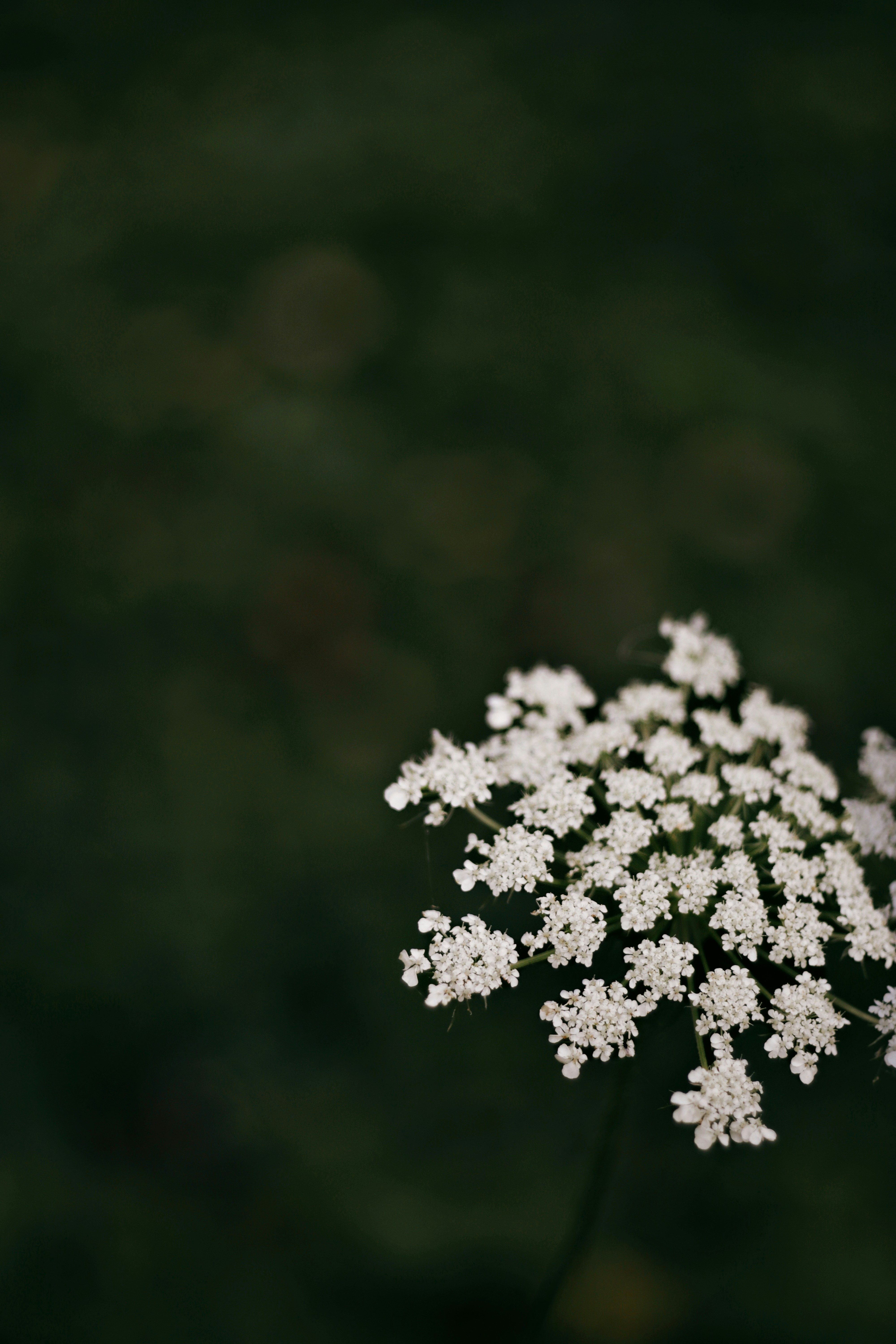 Delicate white wildflowers bloom against a dark, blurred background.