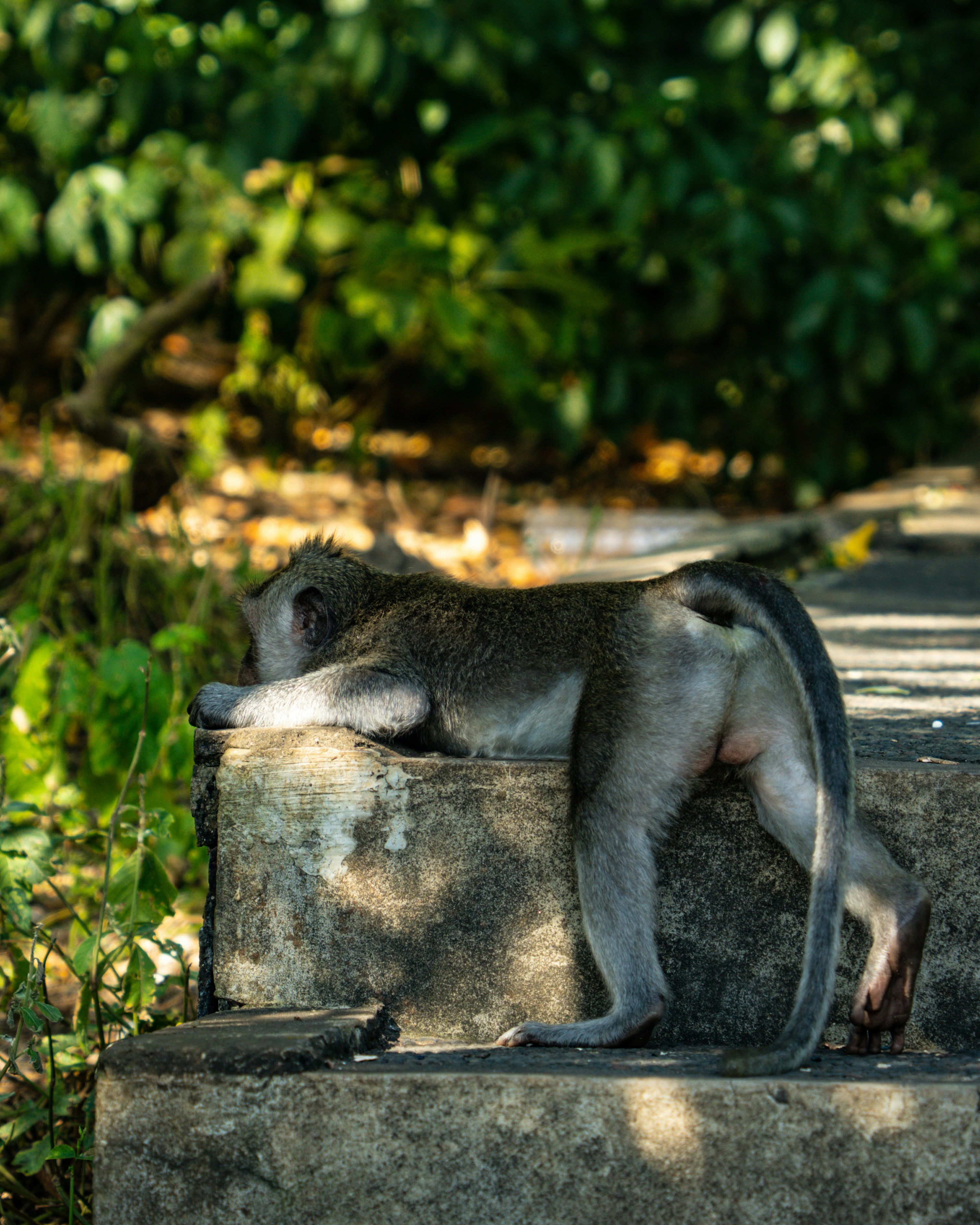 A monkey resting on a concrete step in a forest