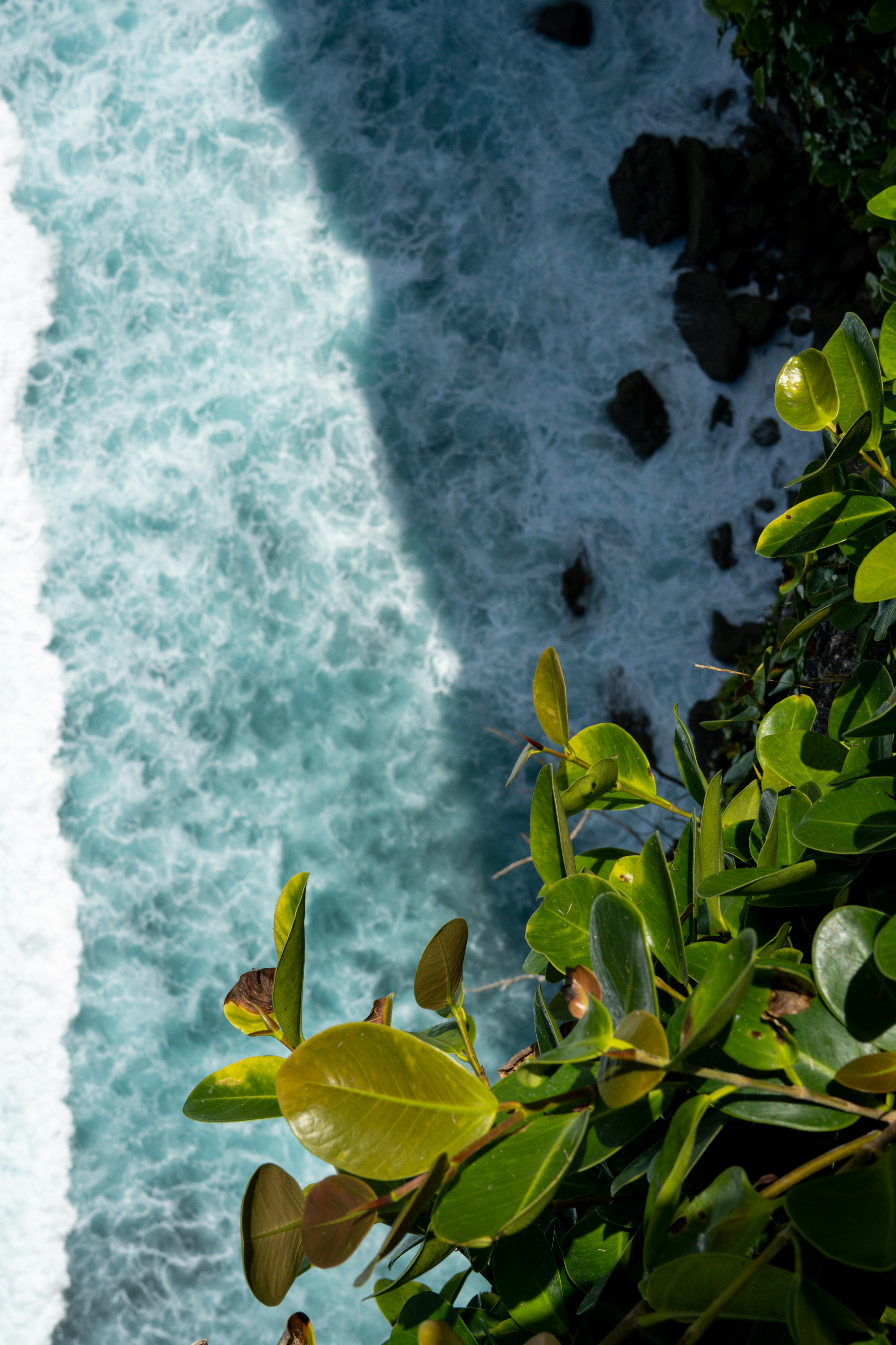 Green foliage overlooks a vibrant ocean with crashing waves