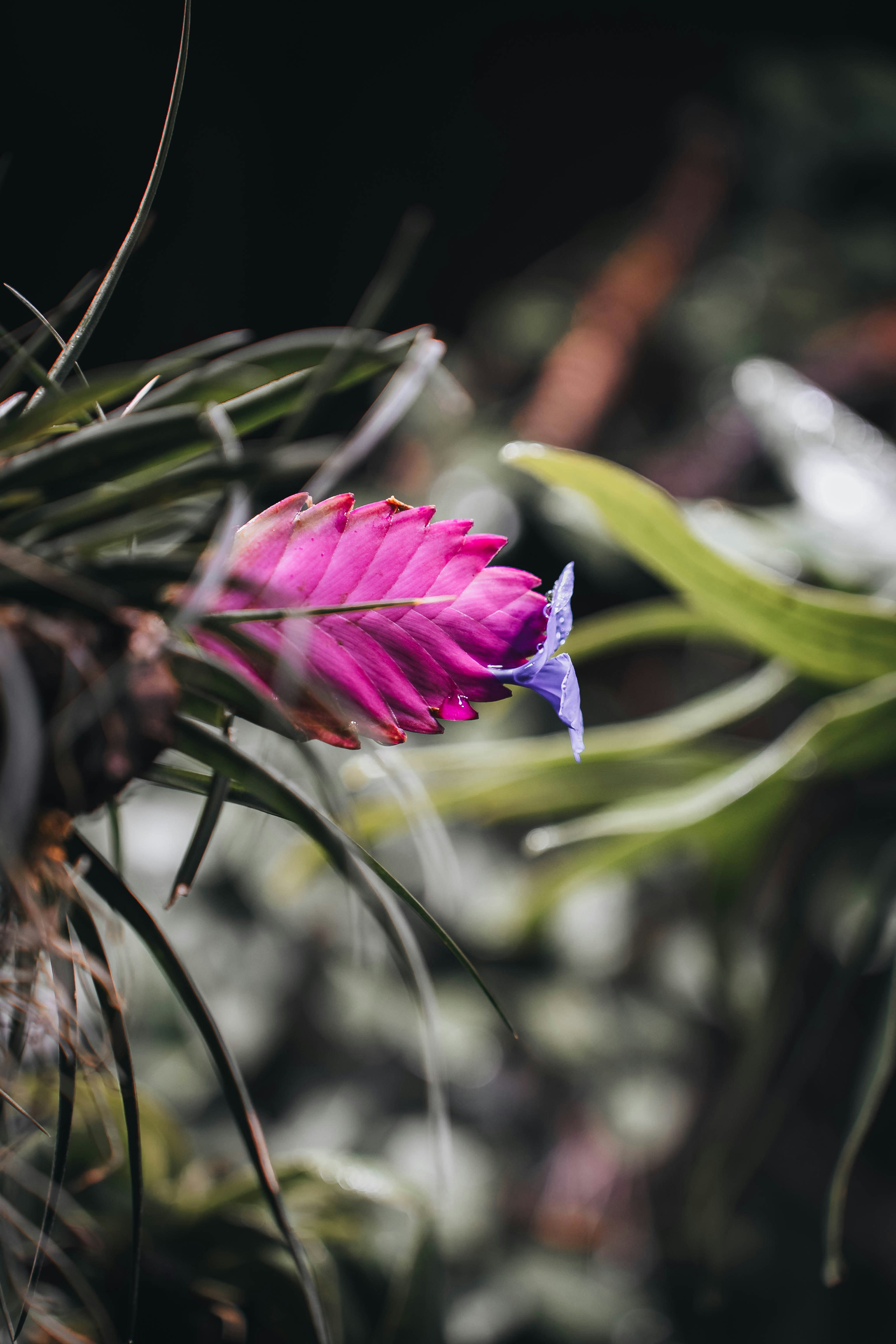 A vibrant pink and purple flower with green leaves
