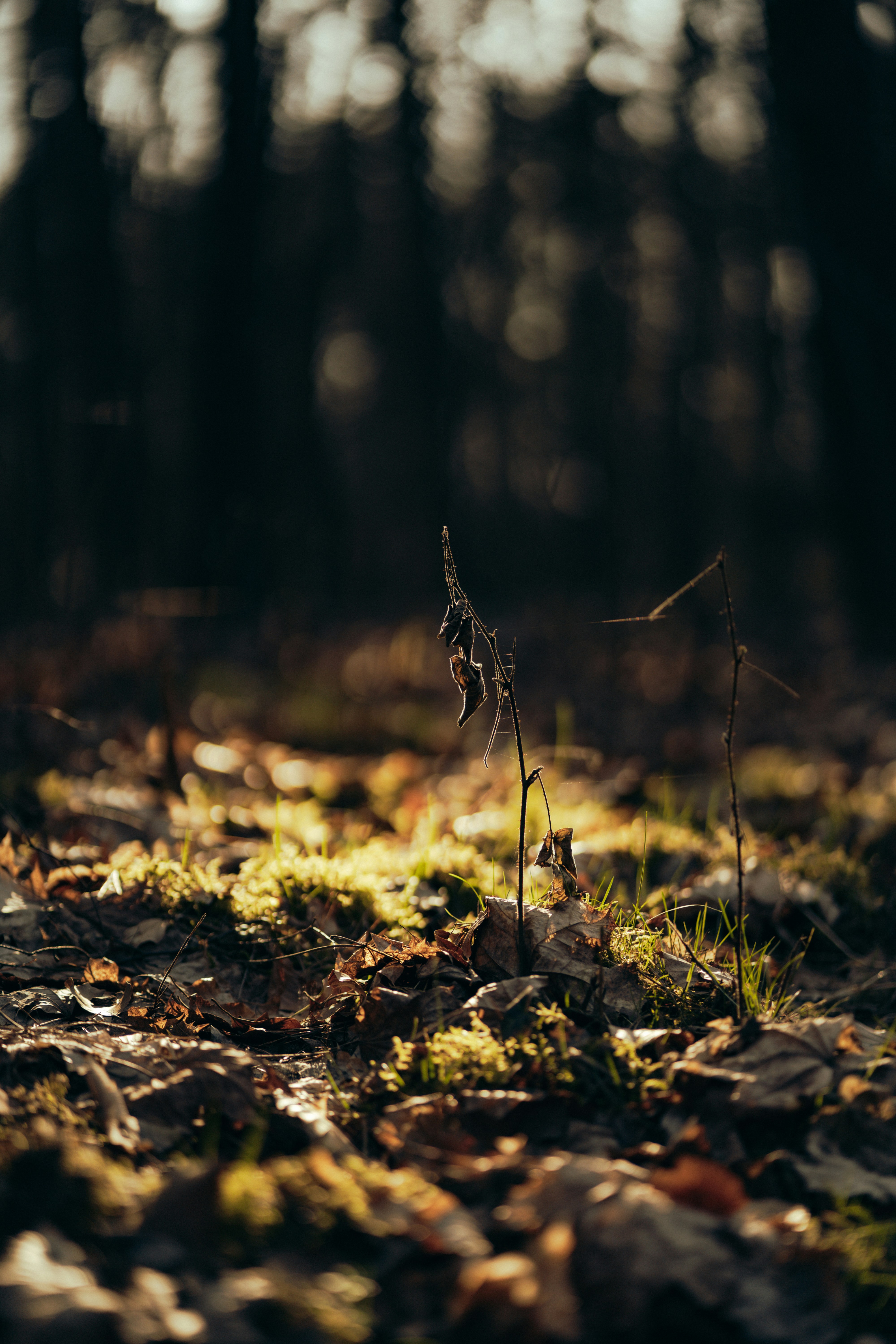 Eine trockene Pflanze auf einem Waldboden mit geflecktem Sonnenlicht.