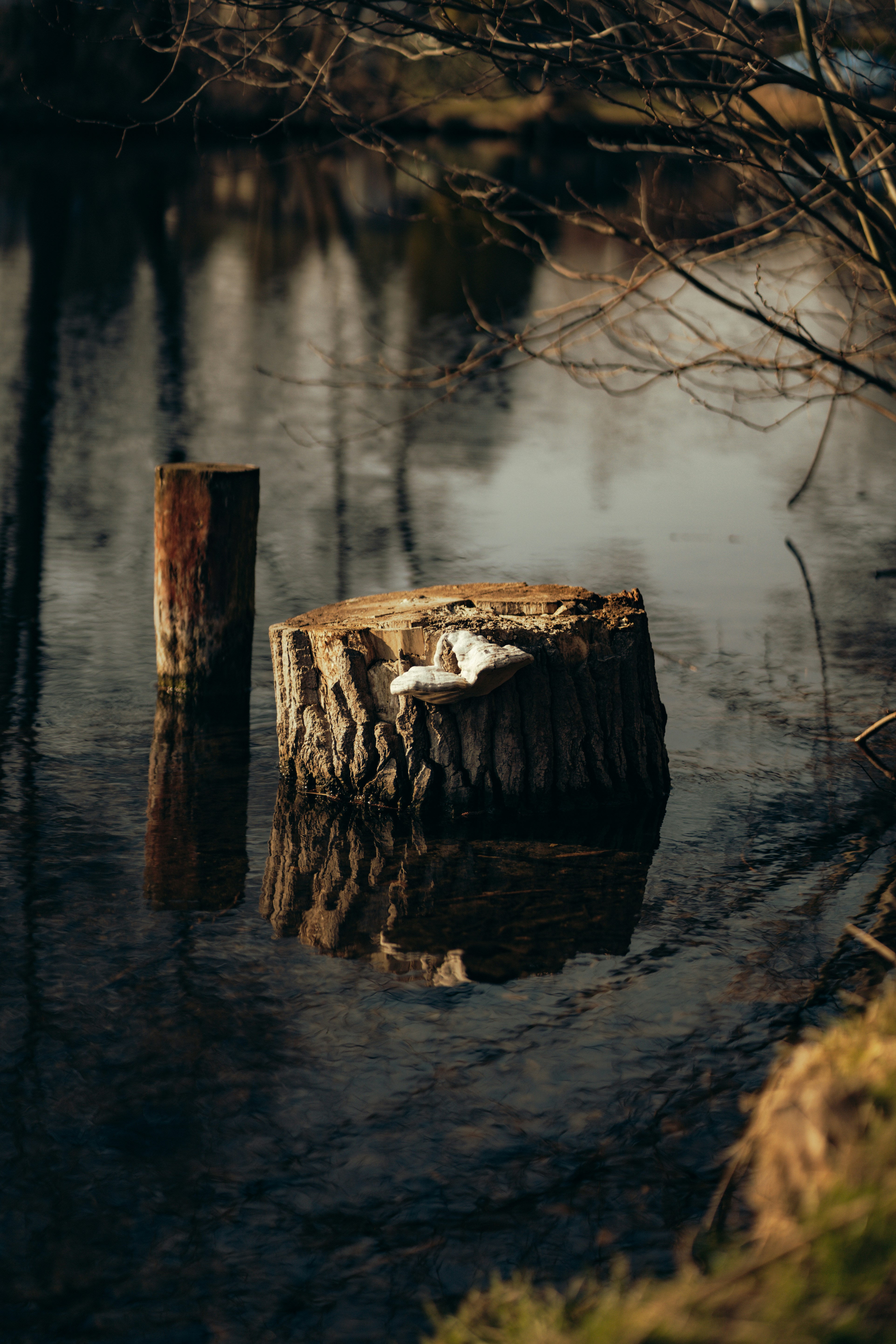 Ein Baumstumpf und Pfosten spiegeln sich im dunklen Wasser.