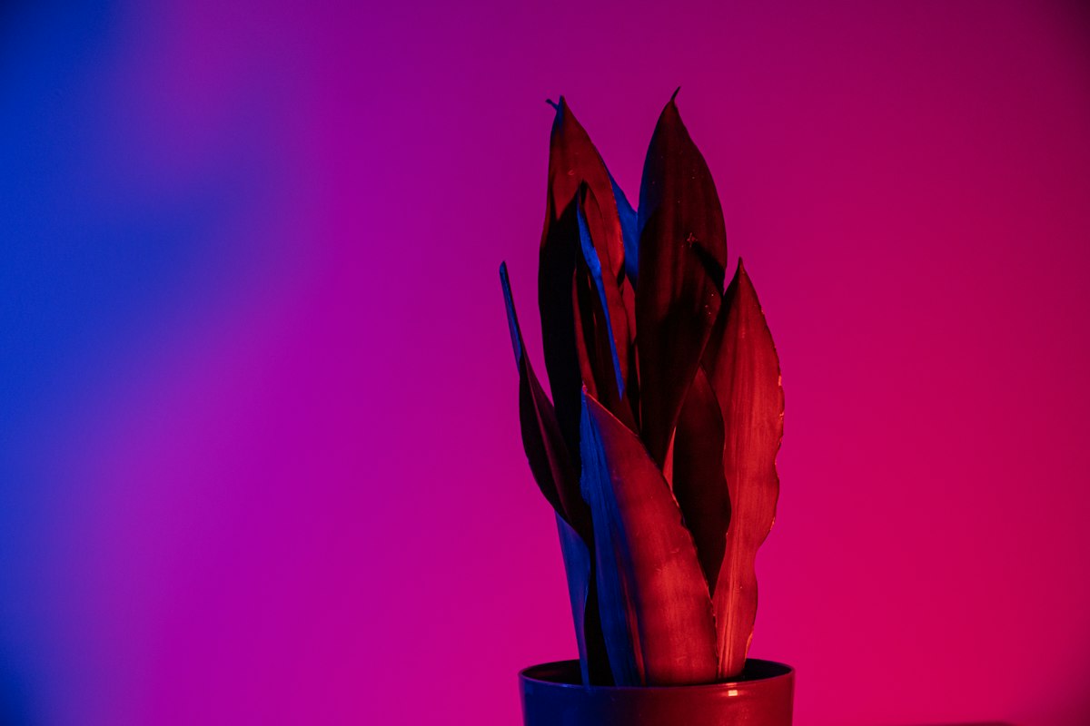 植物育成ライトは1日何時間つければいい？