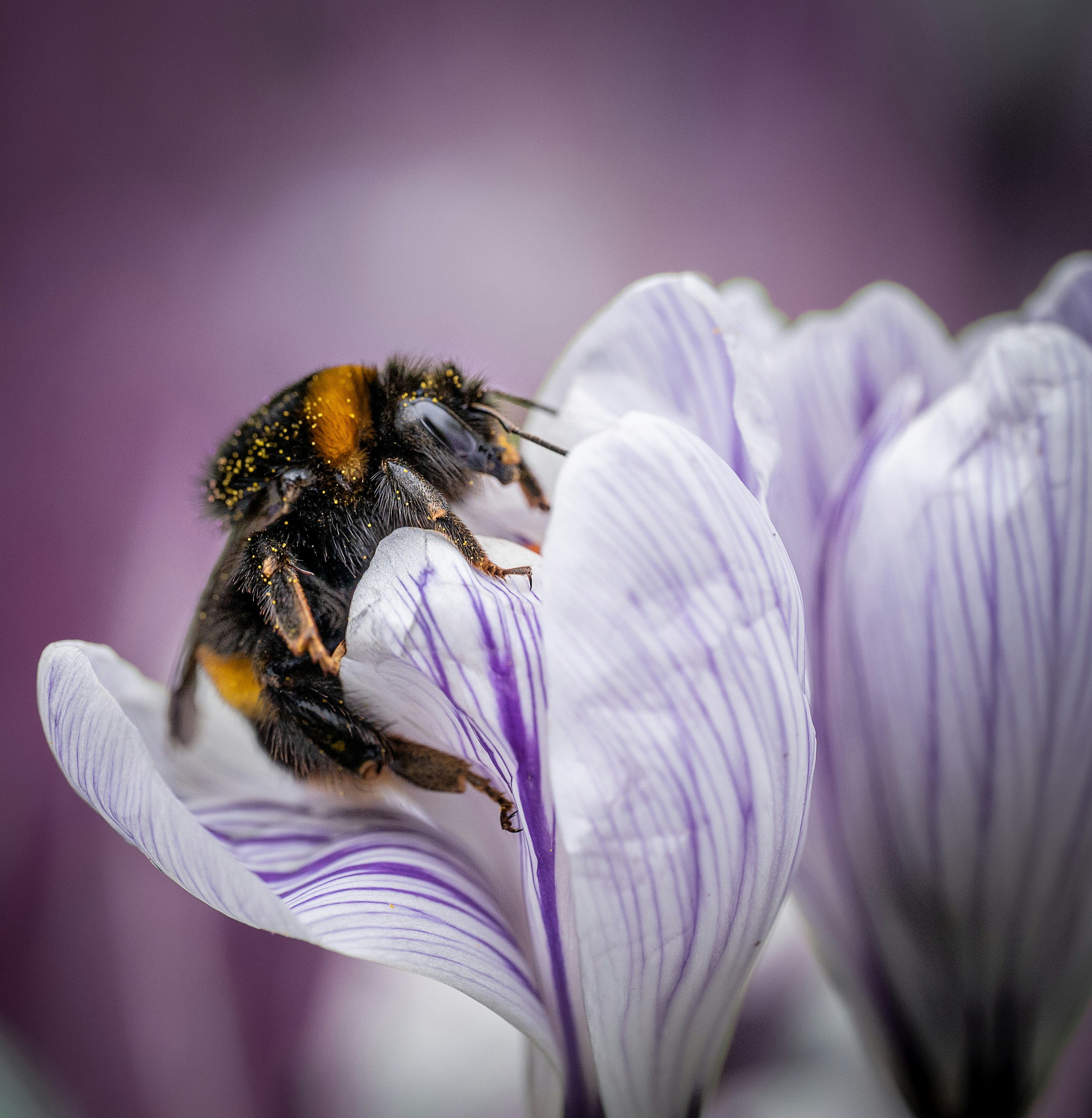 Fuzzy bumblebee on a vibrant purple and white crocus flower.