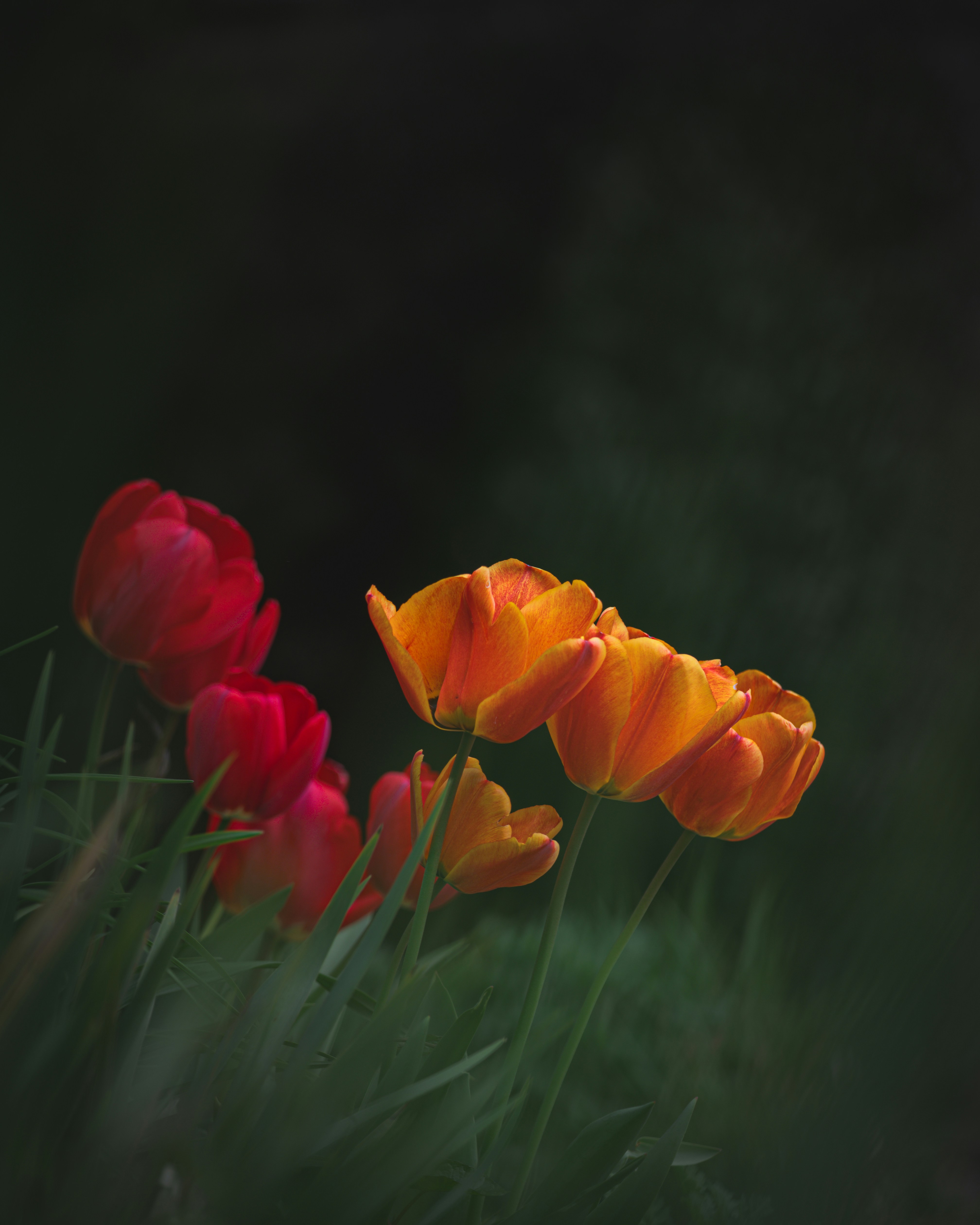 Red and orange tulips bloom in dark green grass.