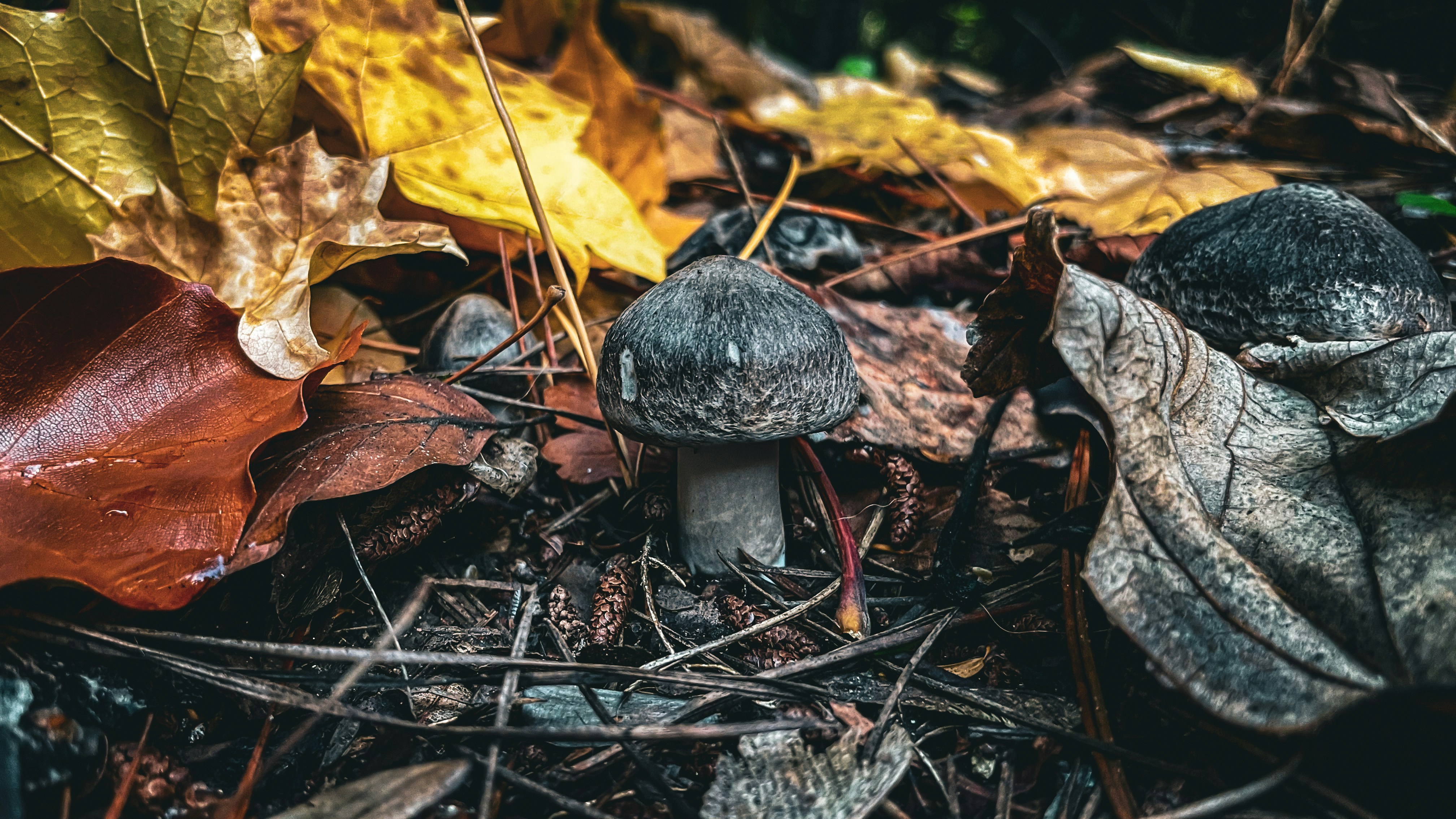 Un fungo scuro circondato da foglie e rametti colorati d'autunno.
