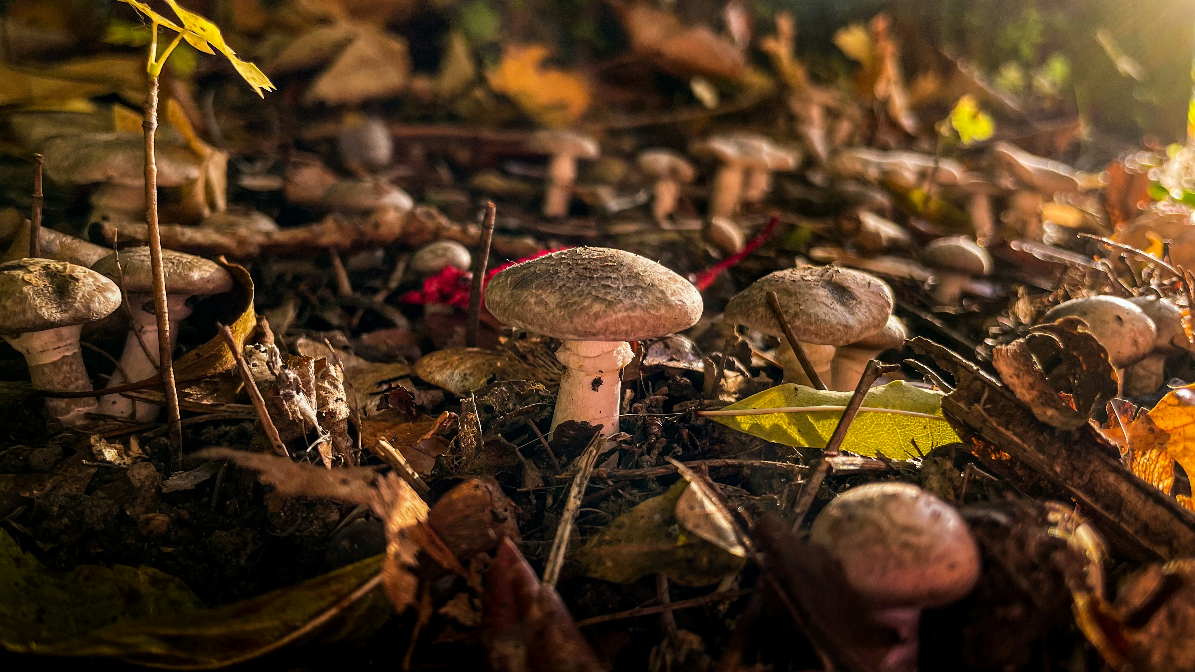 Funghi illuminati dal sole che crescono su un letto di foglie secche d'autunno.