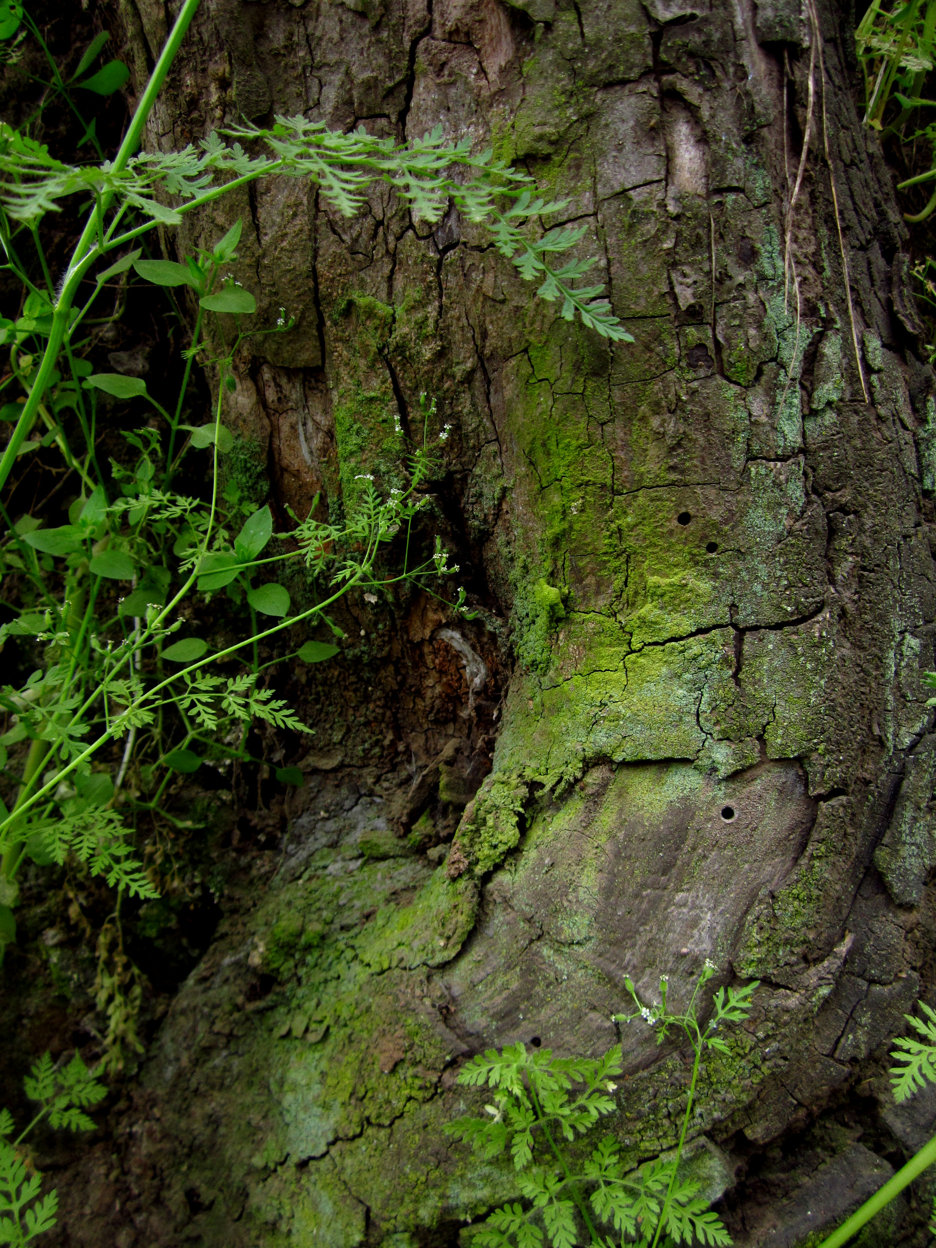 Un tronco d'albero testurizzato coperto di muschio verde e fogliame.