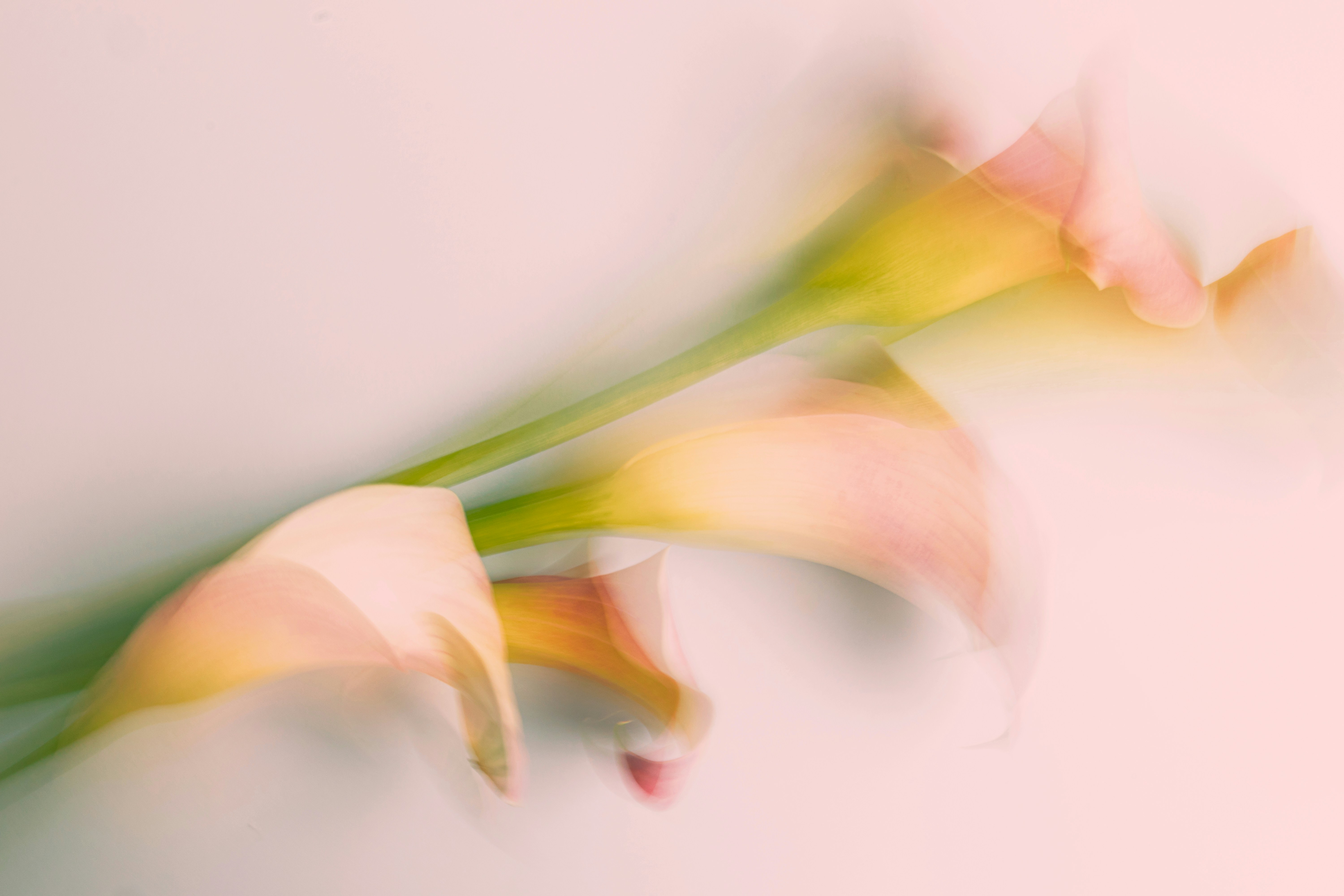Dreamy abstract calla lilies in soft pastel motion blur