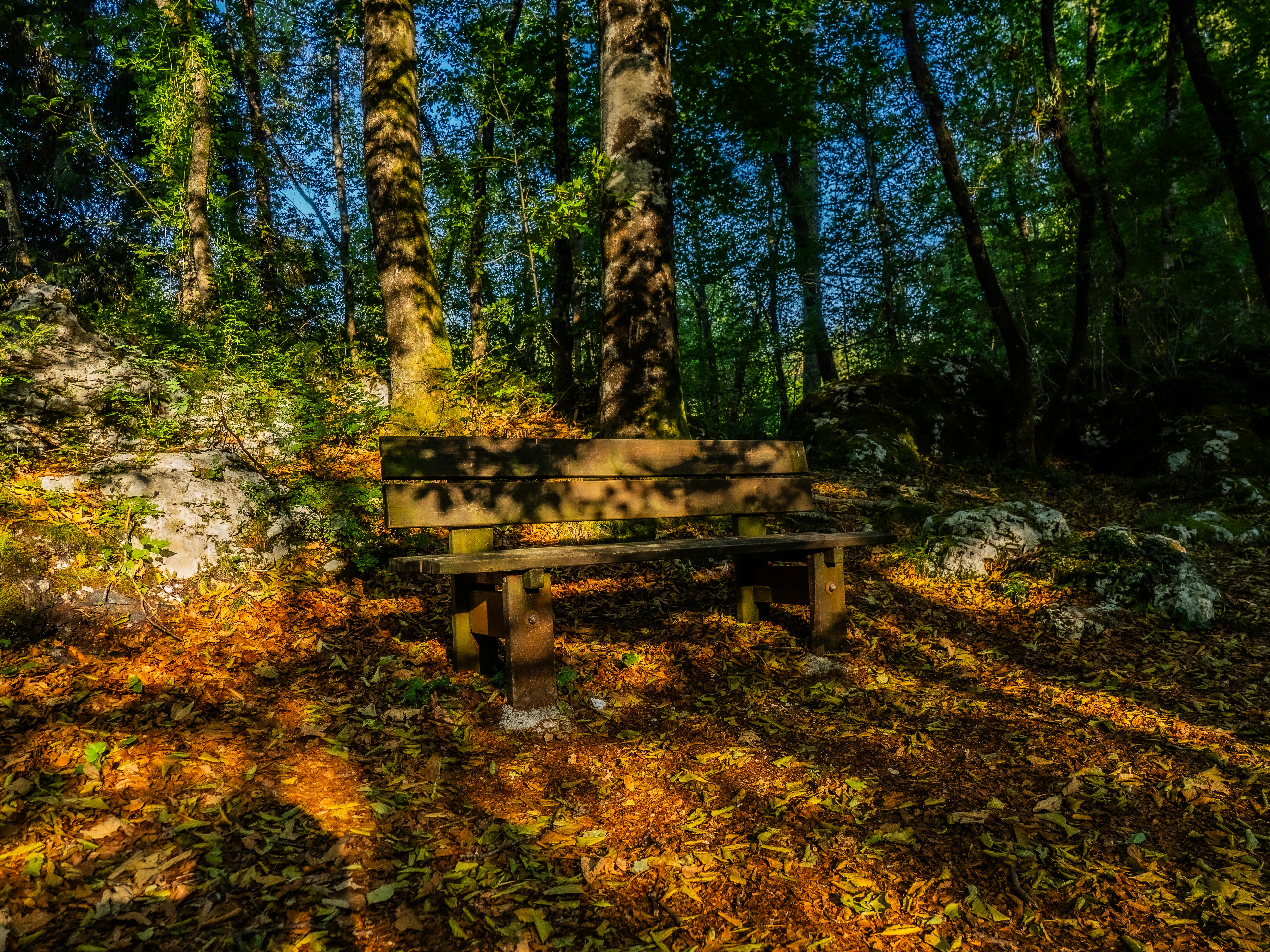 Eine rustikale Holzbank in einem sonnengesprenkelten Herbstwald.