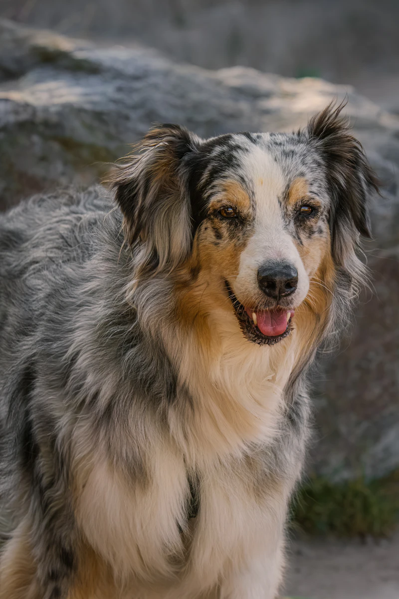 Tess, a blue merle Australian Shepherd, sitting in front of a rock