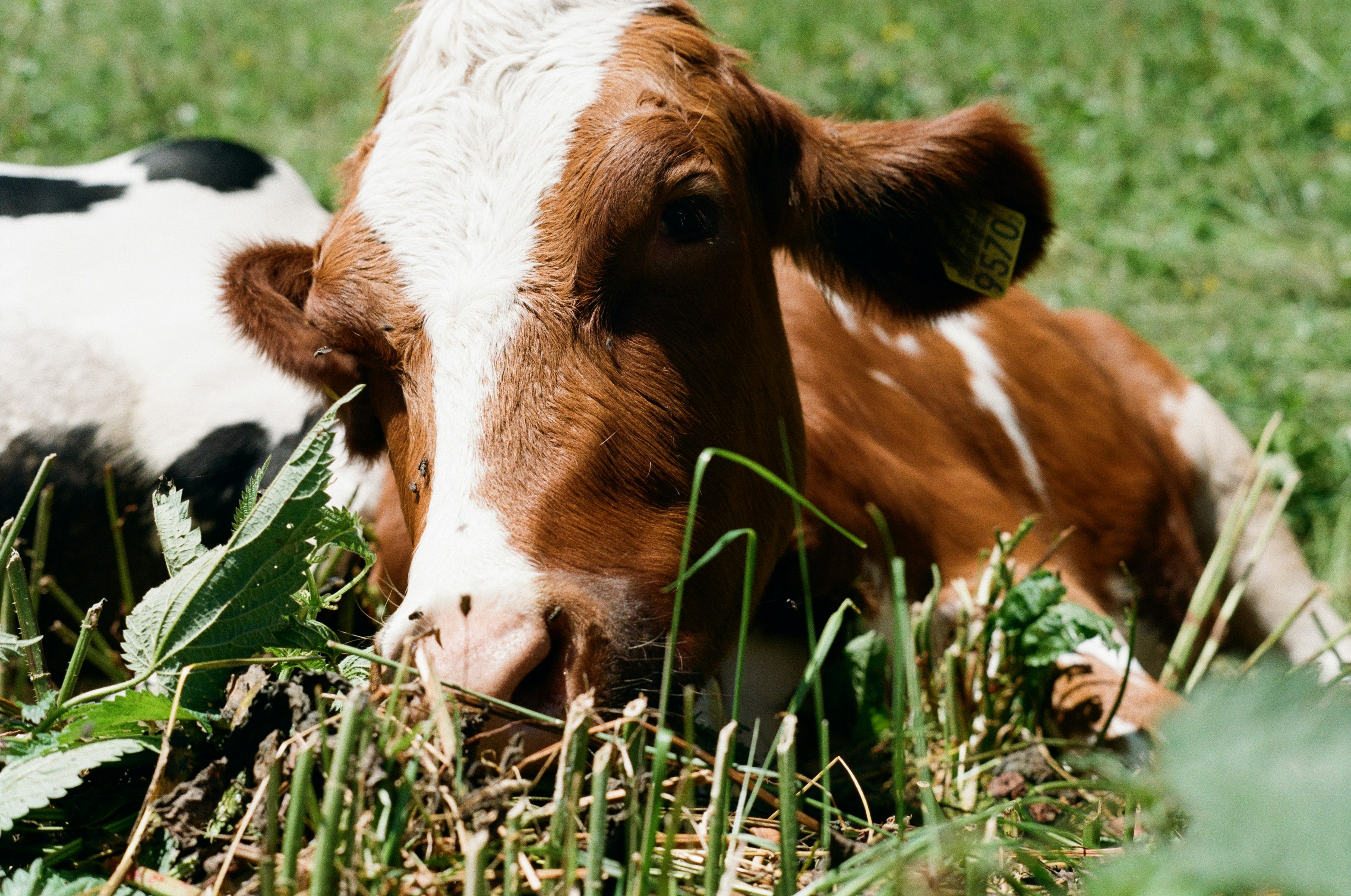 A brown and white cow lies in green grass