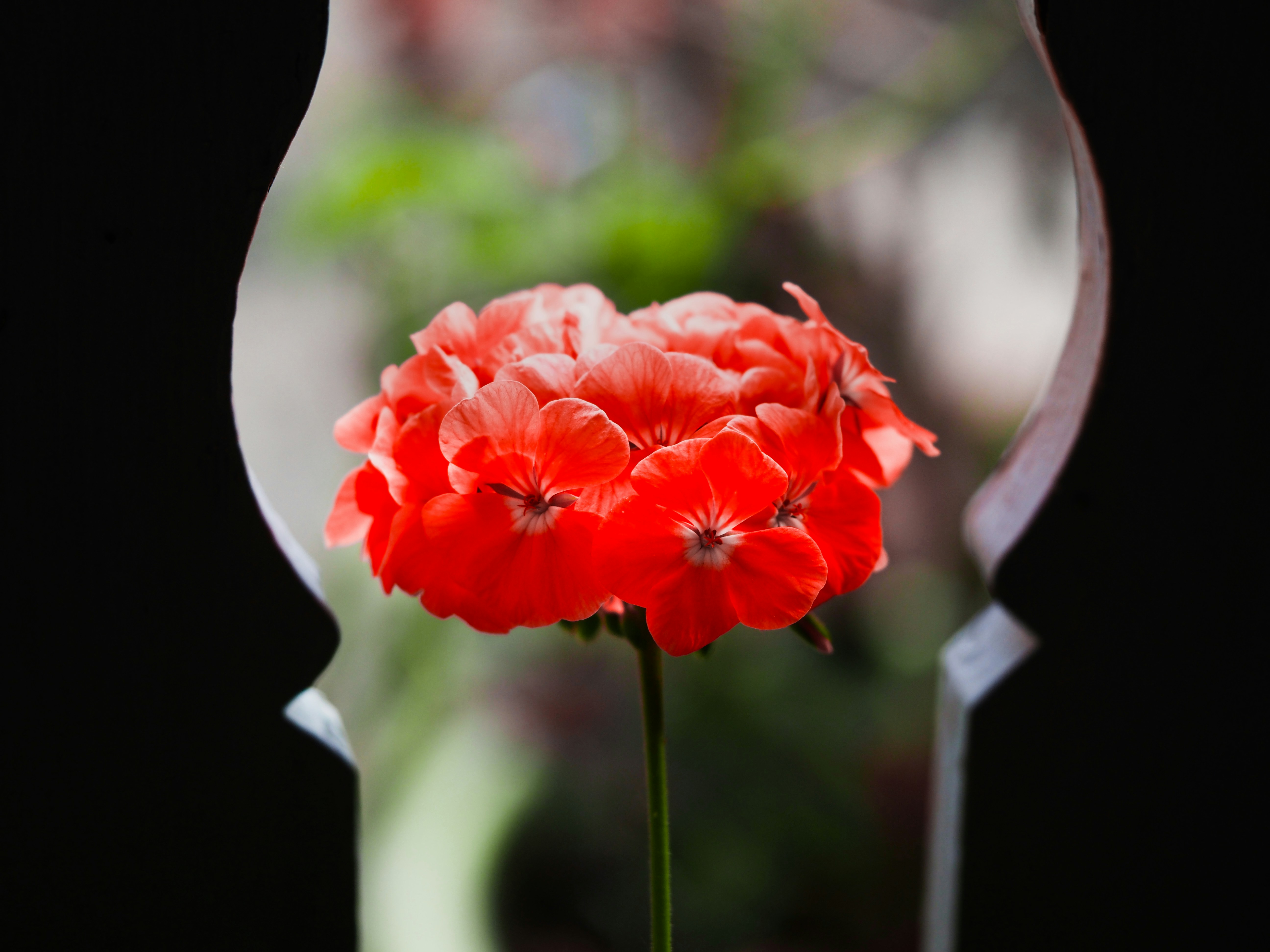 A vibrant red flower framed by a dark decorative arch
