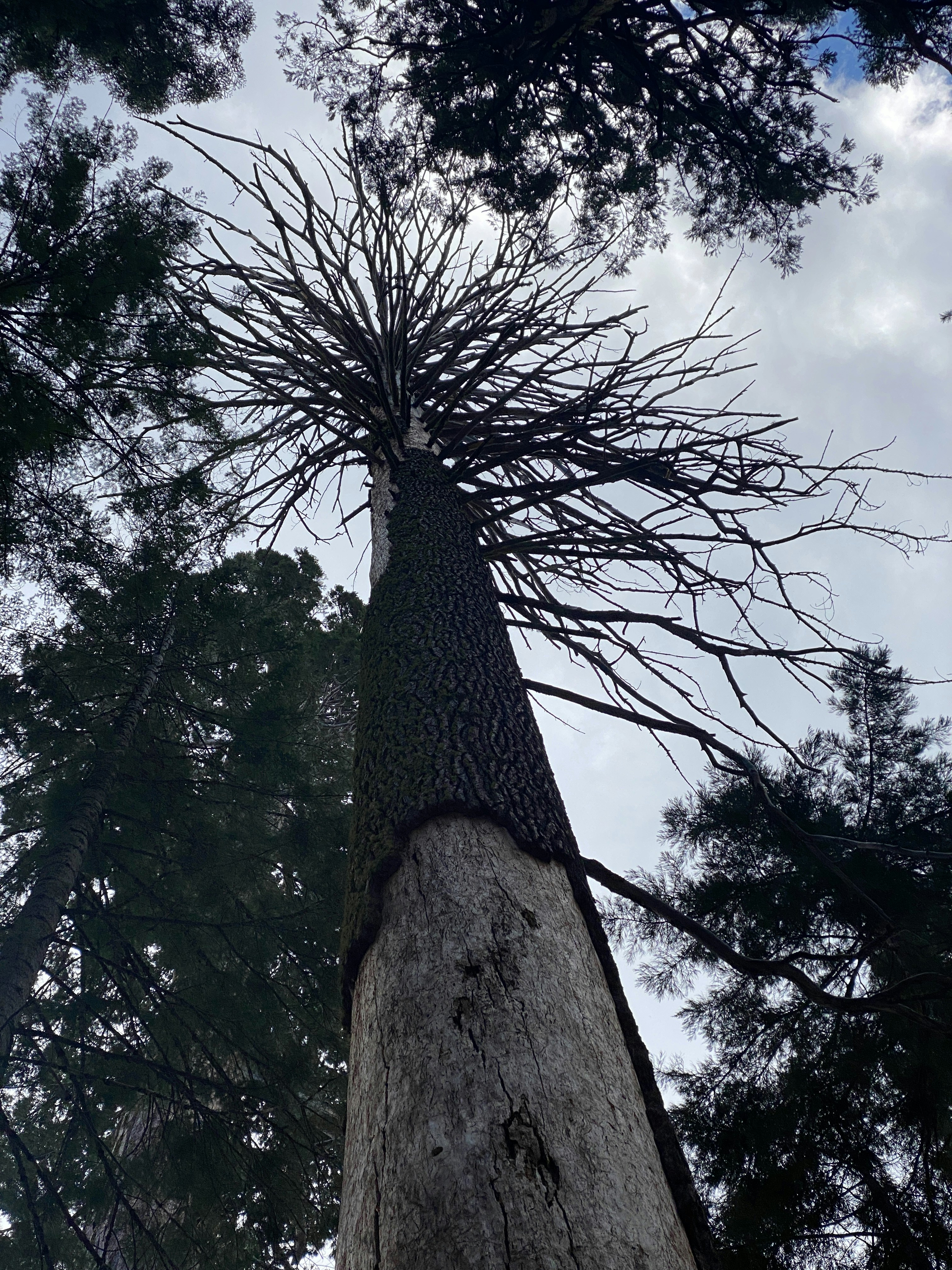 Ein hoher, toter Baum steht vor einem wolkigen Himmel