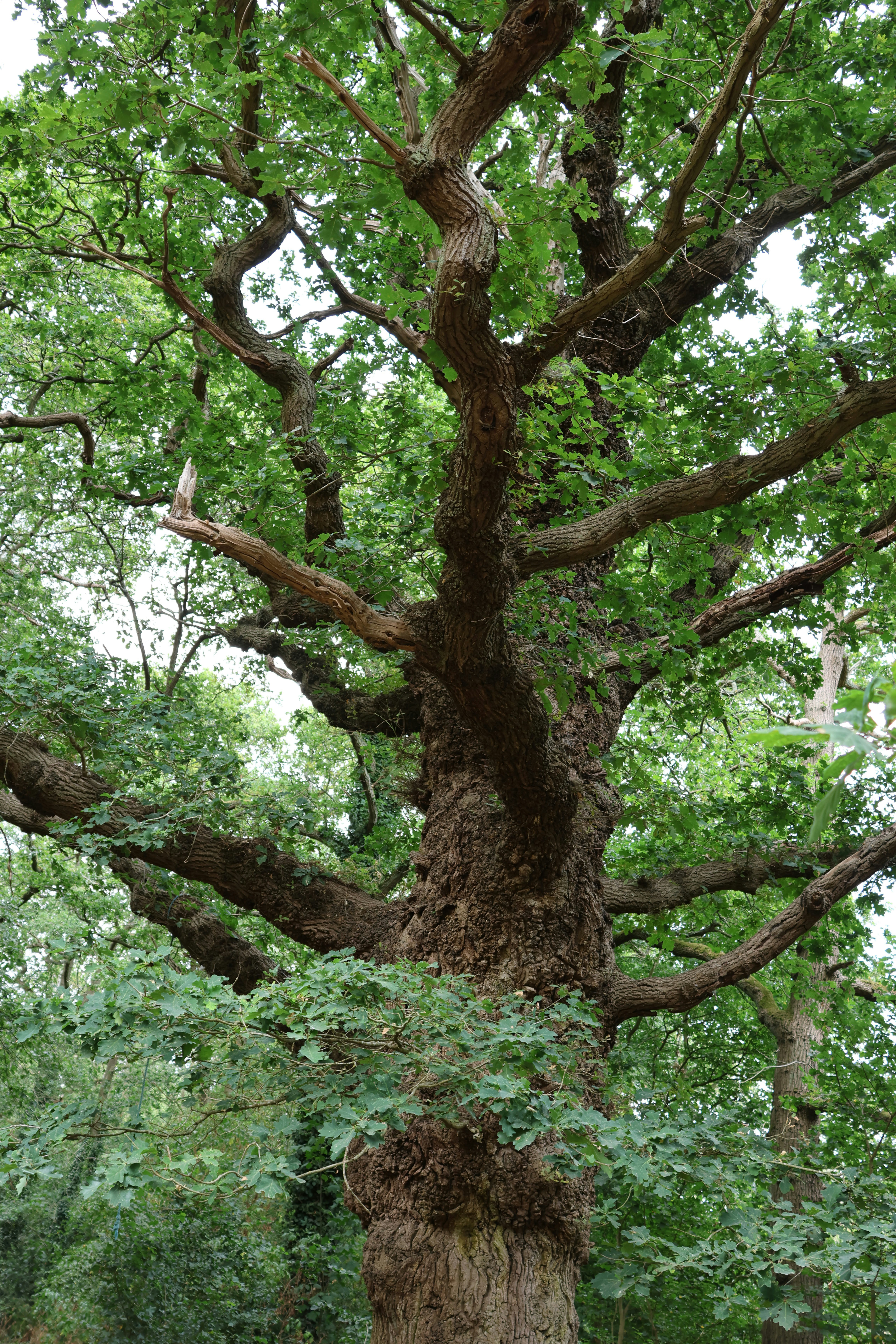 A majestic old tree with green leaves and gnarled branches