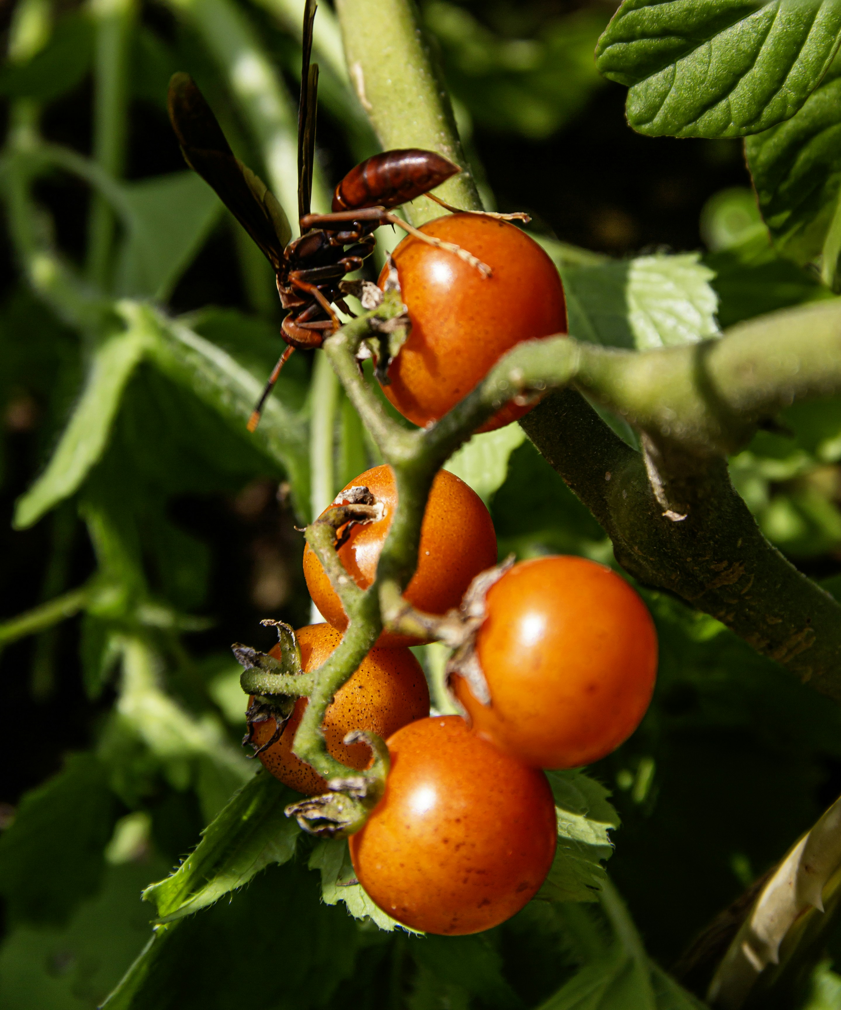A red wasp on a cluster of ripe cherry tomatoes