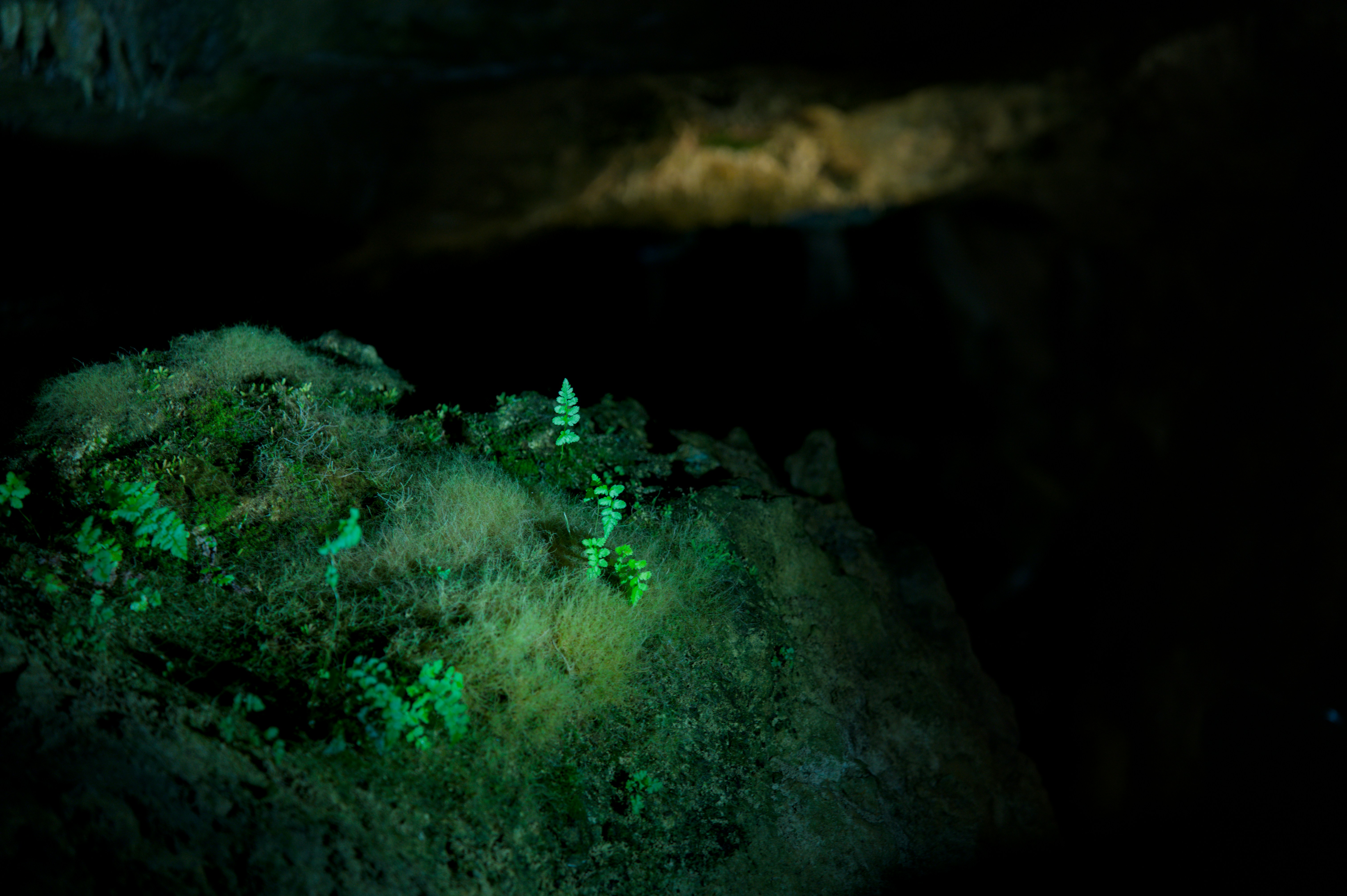 Glowing green foliage on rocks inside a dark cave.