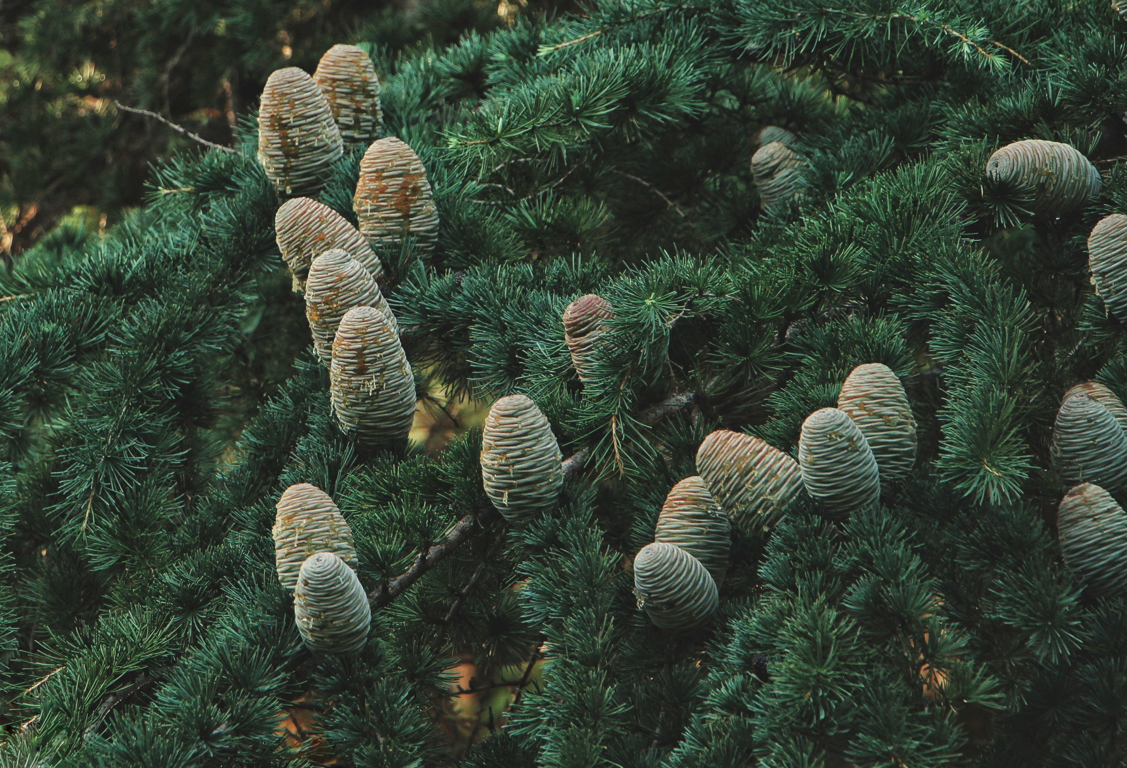 Numerous pine cones on a green coniferous tree branch.
