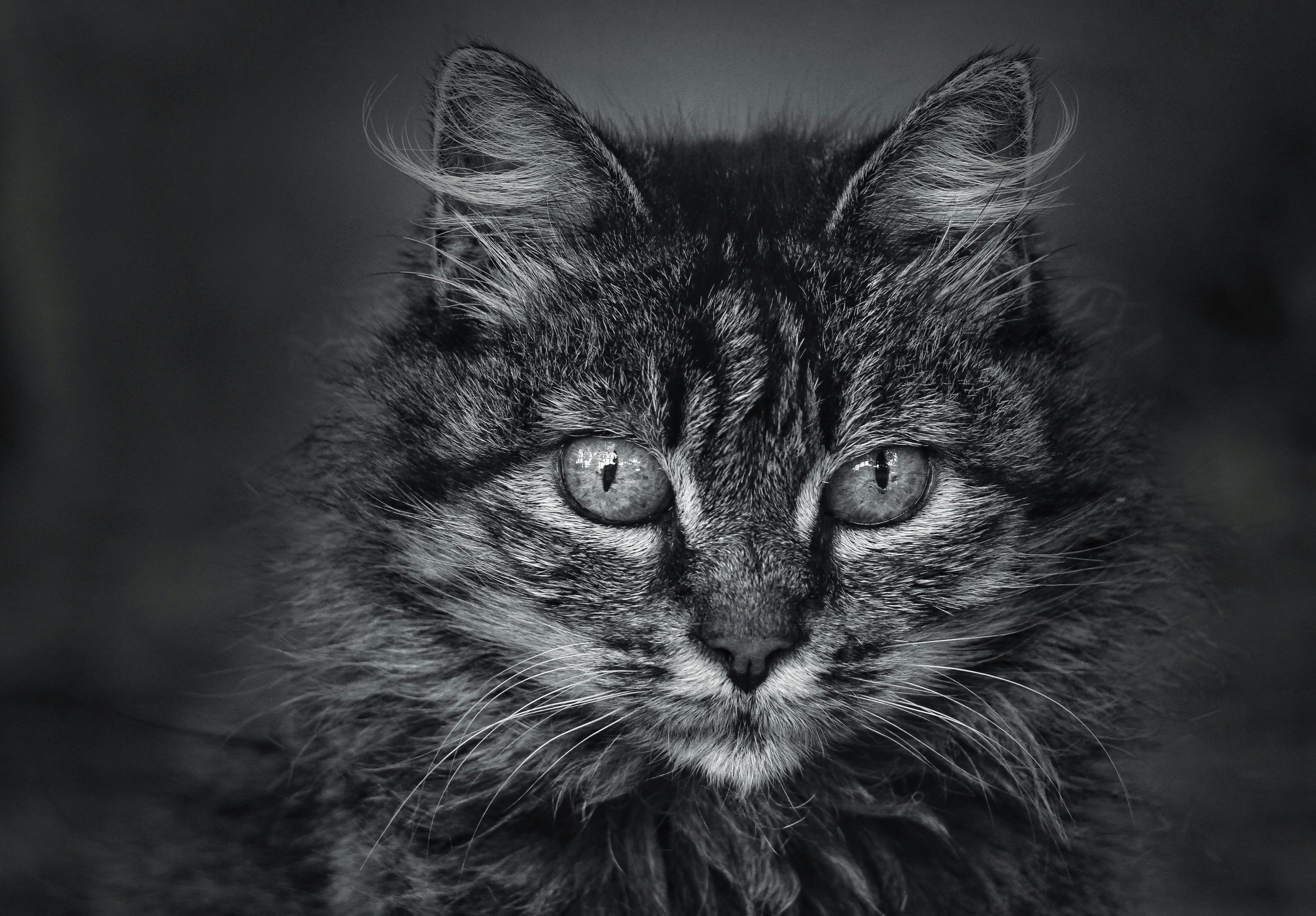 A fluffy cat with intense eyes in black and white.