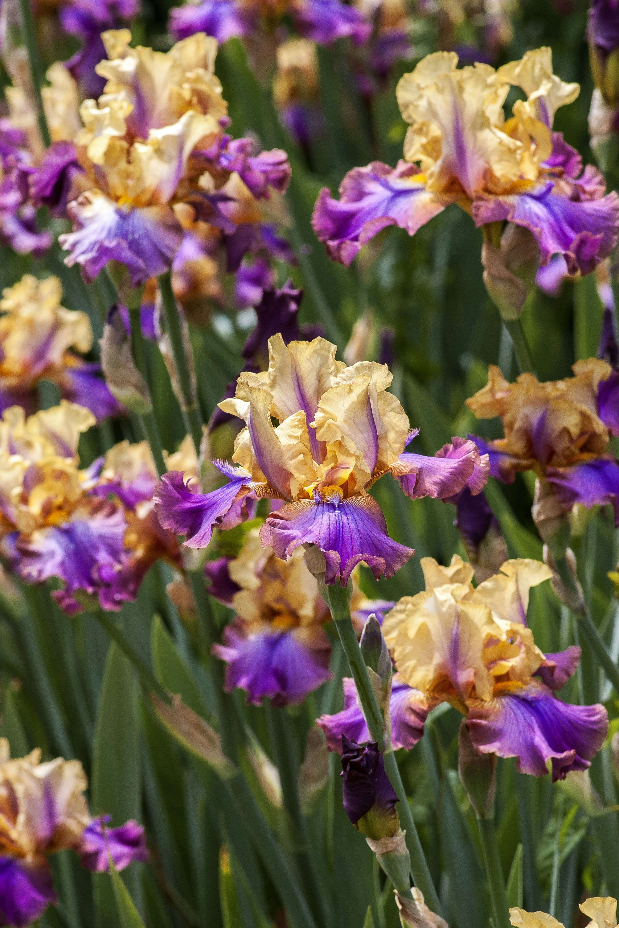 Vibrant yellow and purple iris flowers blooming in a garden