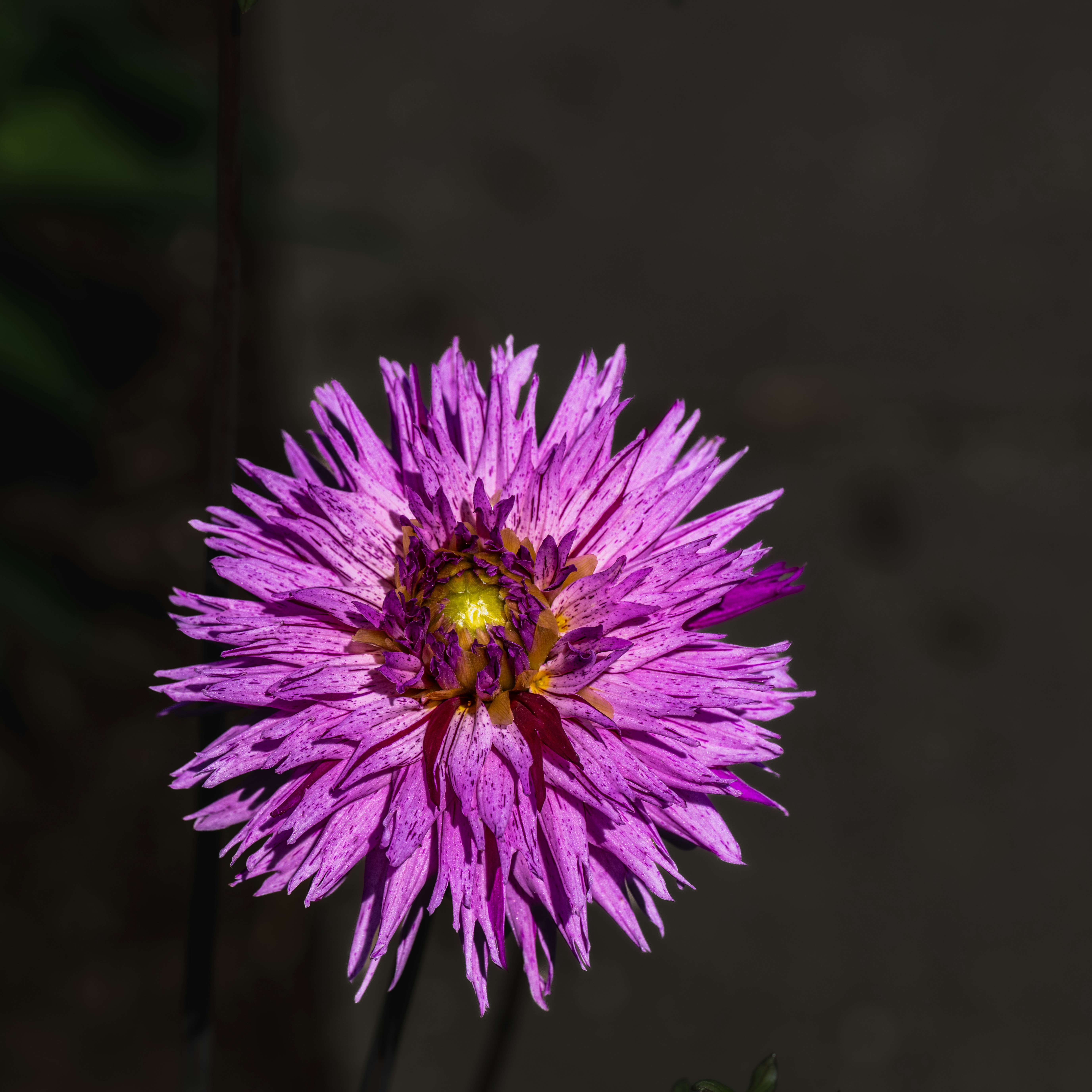 Single purple flower with yellow center.
