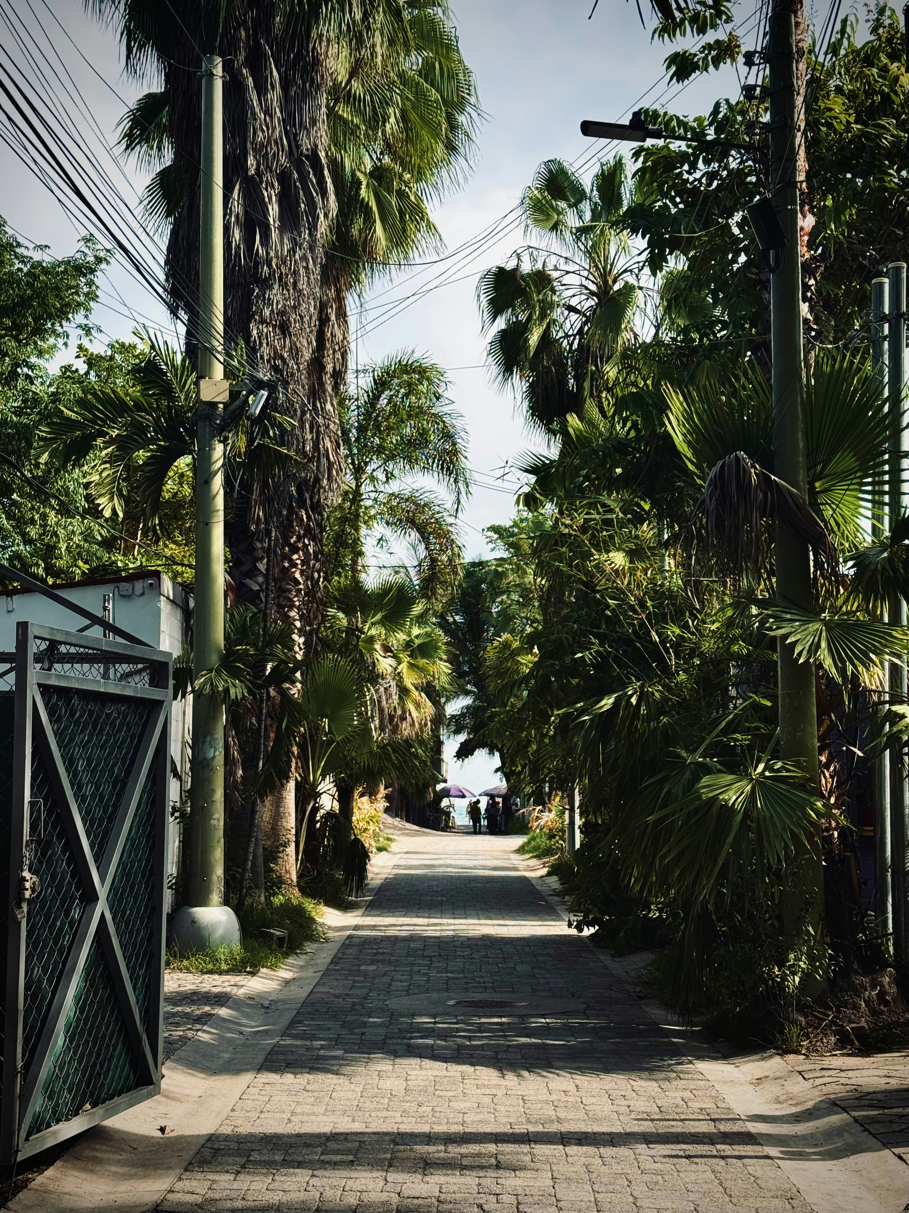 Palm-lined path with open gate leads to distant sunny beach.