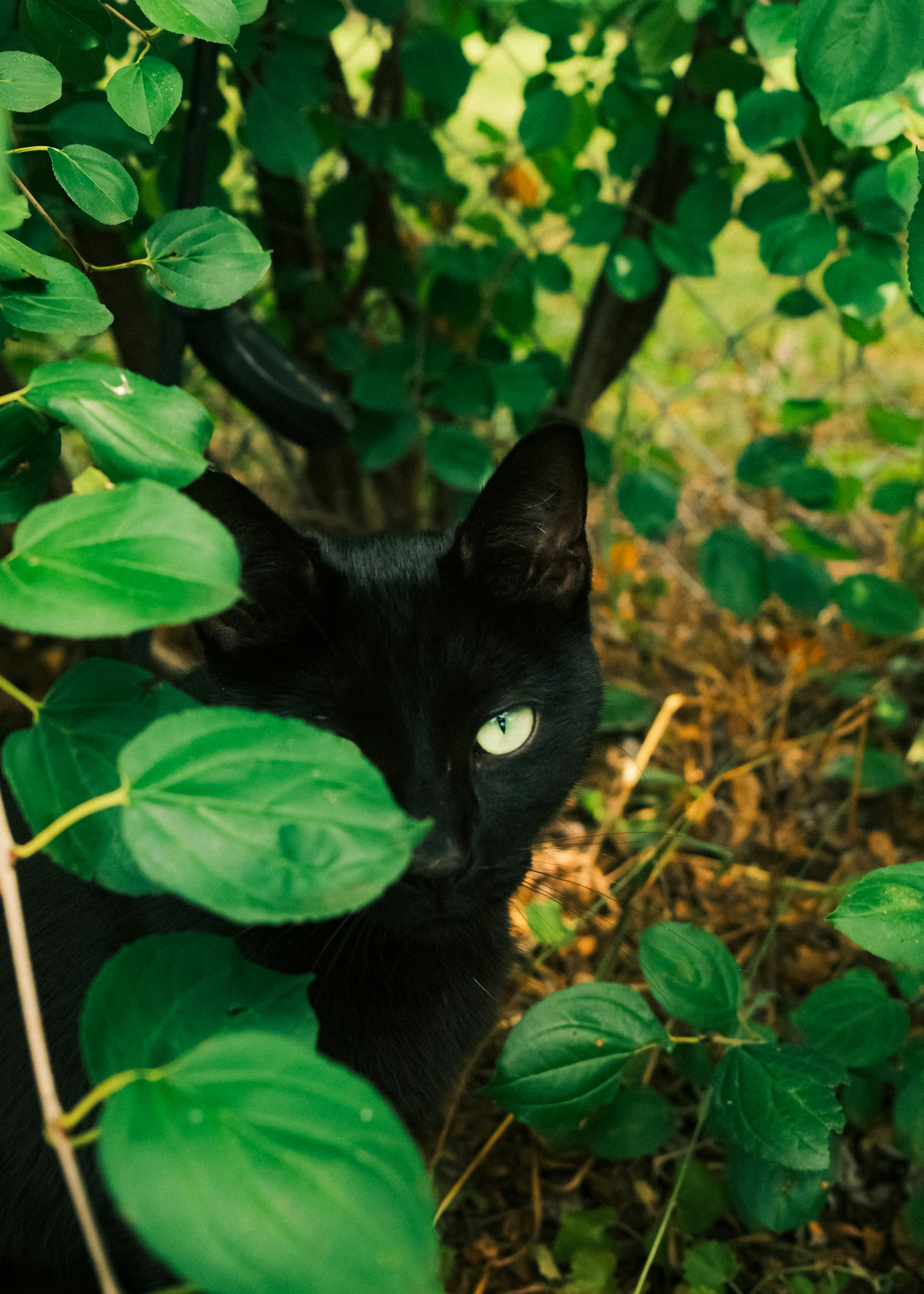 A black cat hides among green leaves, one eye visible.